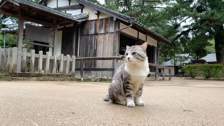 Nyankichi Noranekoのインスタグラム