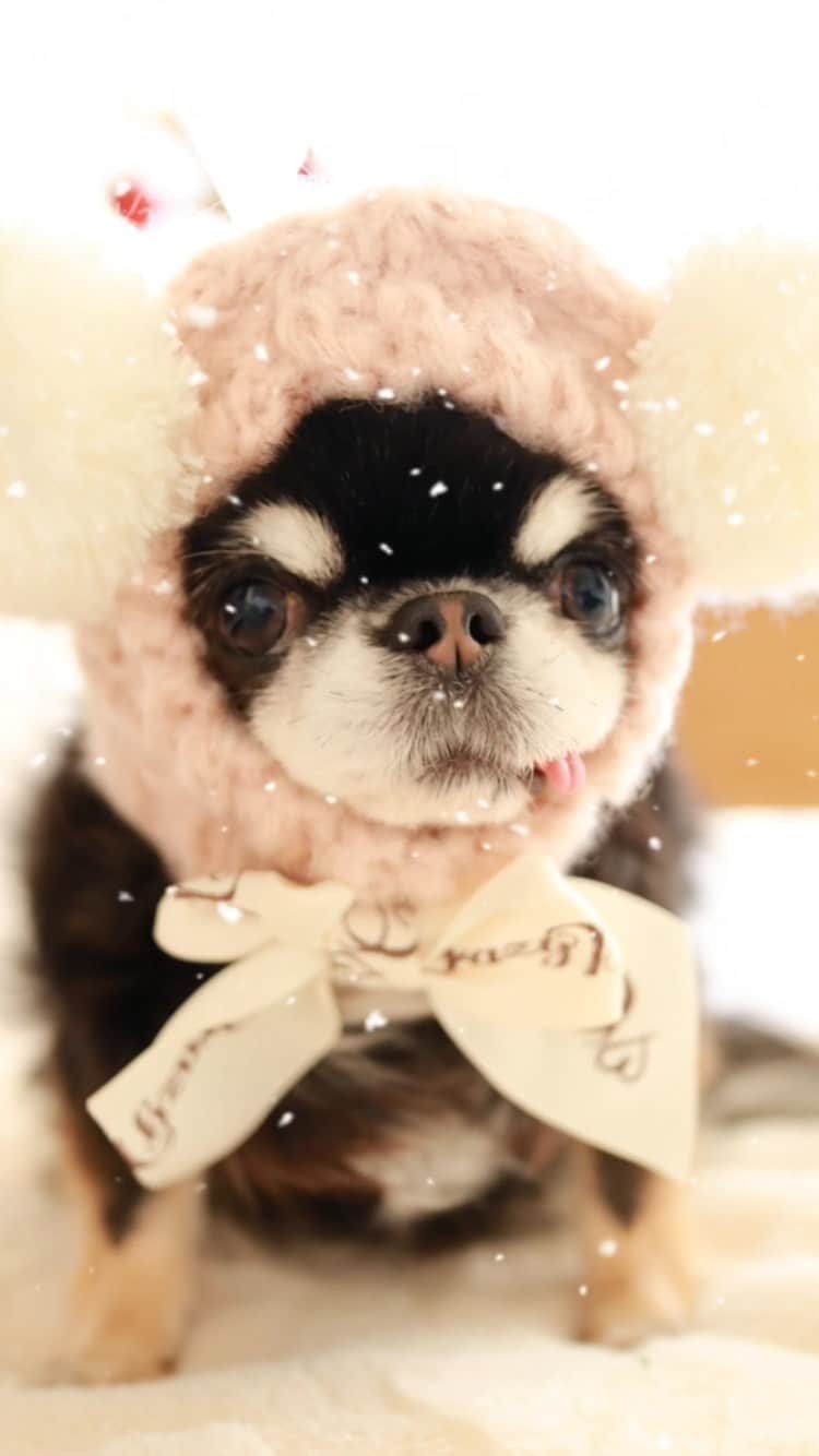 kayoのインスタグラム：「粉雪❄️❄️❄️ 降りそうなくらい寒い☃️ * * Melon💗❄️ @crazybooofficial  * #クレイジーブー #くまちゃんニット帽 * #chihuahua#chihuahualove#dogstgram#dog#instadog#チワワ#チワワ大好き#チワワのいる暮らし * * *」