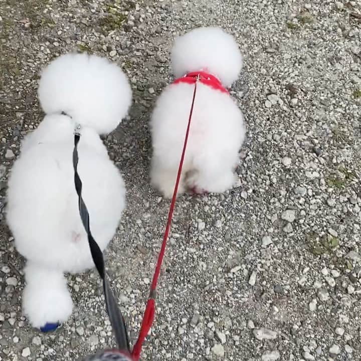 ゆうのインスタグラム：「. . . 牧羊犬（しらす氏）が羊🐑を 小屋まで追い込んでいるように見える😂 . そして、羊の🐑の反撃 押される牧羊犬（笑） . . . #突然スイッチが入る #それは予測不能 . . .」