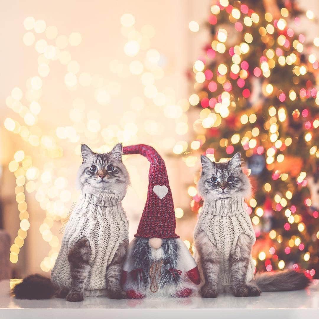 Holly Sissonのインスタグラム：「When you have your purrfect matching holiday sweaters 🐱🎄I miss not having this duo to take photos of any more. When the kittens arrive I’ll be able to try again.  #Siberiancat #bokeh (See more of Finnegan and Oliver on @pitterpatterfurryfeet) ~ Canon 1D X MkII + 85 f1.4L IS @ f1.4  See my bio for full camera equipment information plus info on how I process my images.」