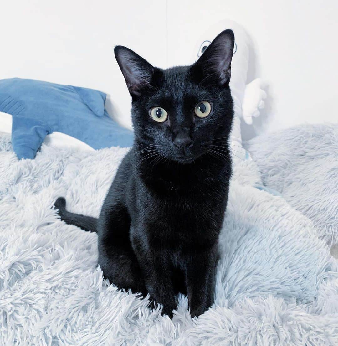 ねおきまこのインスタグラム：「実は隠し子がいました  . . .  #黒猫 #猫 #猫のいる暮らし」