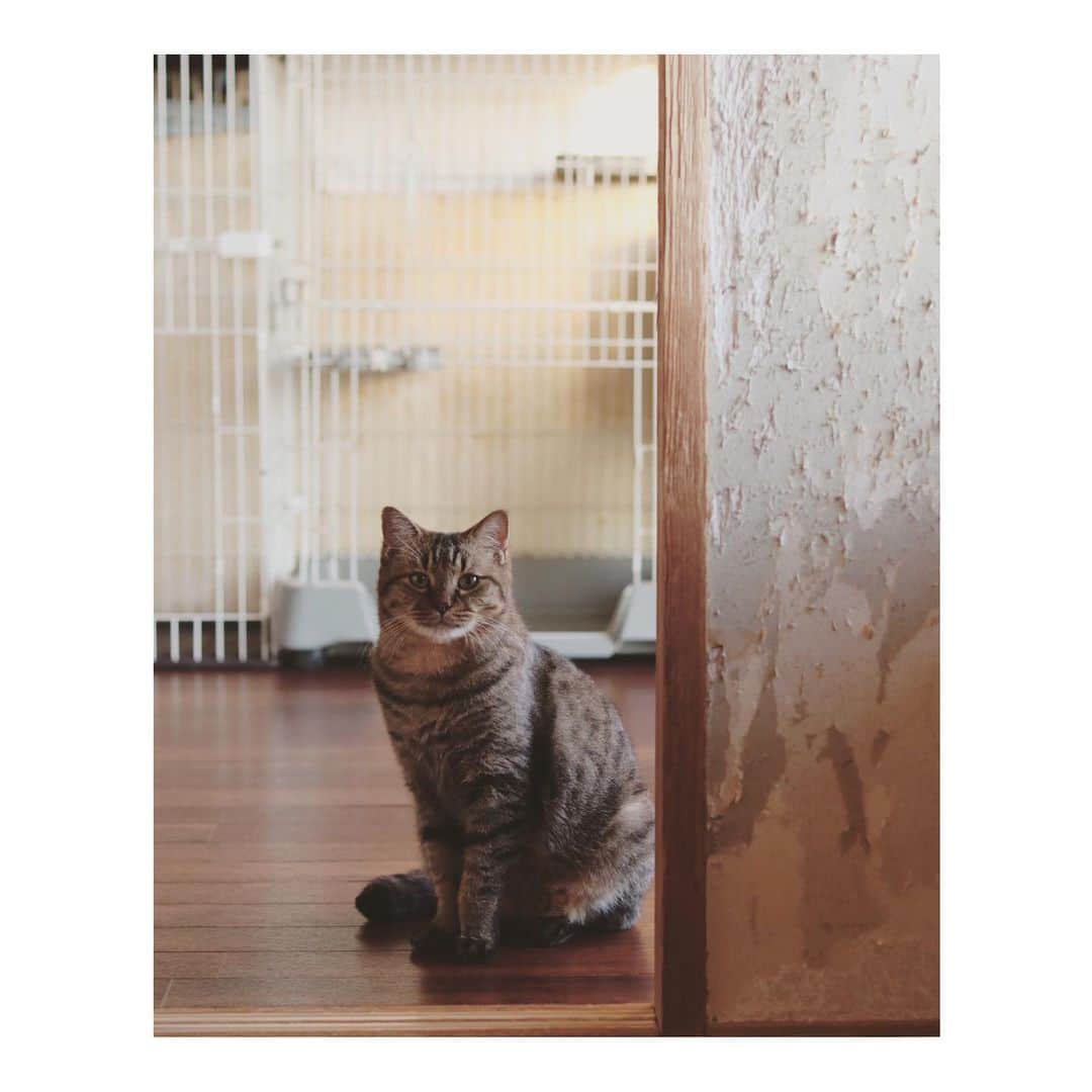 こむぎのインスタグラム：「* ようやく！ようやく！！😭😭😭 岐阜多頭飼育崩壊現場約40匹の猫たち全頭脱出しました！！👏✨ 昨年の秋からレスキューがはじまり、この1年以上の間にコツコツ、コツコツと預かりさん里親さんの元へ猫たちを連れて行き、ようやくみんな脱出できました😭😭😭 応援くださった皆様本当にありがとうございます🙇🏻  すべての猫たちを脱出させることは出来ましたが、まだ預かりさんの元へお願いしているだけで里親募集中の子たちは残り15匹います！ どうかみんな本当のご家族に出会えるよう、引き続き見守っていただけますと嬉しいです〜😭✨  最後まで待たせてしまった"かもめくん" 今日から我が家で預かりスタートです✨  現場で1番のビビりで、ワクチン接種や血液検査の時以外では触らせてくれず、主に押入れの住猫となっていました😂 今日もお迎えに行ったら押入れの中でガクブル🤣 走り回らせたくなかったので大きな布団で包んで捕獲👍 病院での検査はとりあえず大きな問題はなし🙆‍♀️ 時々現場で咳をしていたのですがそちらは様子見となりました🙏🏻 すごくいい子でした〜👏 そして体重が5.9キロのビッグボーイになってました🤣 どうりで重いわけだ！！💦  気になる撫で心地はというと…！！ なんと既に里親さんの元へ行った"くじら"や"うしお"と同じ高級絨毯のよう！✨ こんなにツヤツヤだなんて知らなかったよ〜☺️ こんな魅力を隠していたのね☺️  先日群馬の預かりさんへお届けしたししくんとかもめくんはこの現場のビビり猫ワースト1位と2位！ そう簡単にはちゅーるも食べてくれないけど、ゆっくりゆっくり慣れていこうね☺️  ちなみにかもめはよく現場でトイレの中じゃなくて外でウンチしちゃってたよ😂 そこ違うよ〜！！ってよくなってた😂笑 環境が変わったらちゃんとトイレで出来るようになるんだけど、お外に間違えてしちゃうそんな"かもめ"も、めちゃくちゃ愛おしいです💕  お陰様でなんとか目標の年内全員脱出ができましたが、これで終わりではありません…😢 残り15匹を里親さんへ繋げなければ！！ 引き続き応援どうかよろしくお願いしますーー🙇🏻✨  ◯里親募集中の子たちの詳細→ @comugineko  ◯我が家にいる子たちの様子や崩壊現場の過去の様子は @tomochunba のプロフィールにあるストーリーのハイライトに載せています♪  #岐阜多頭崩壊レスキュー  #里親募集 #里親募集中 #高級絨毯かもめ #ビッグボーイかもめ #人が見ていない時にコッソリたくさん食べていたのかと思うとさらに愛おしい」