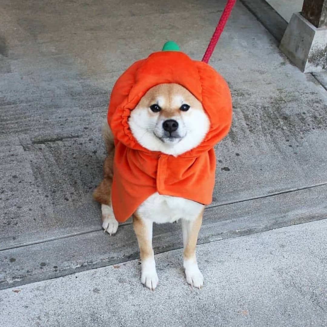 柴犬たま Shibainu Tamaのインスタグラム