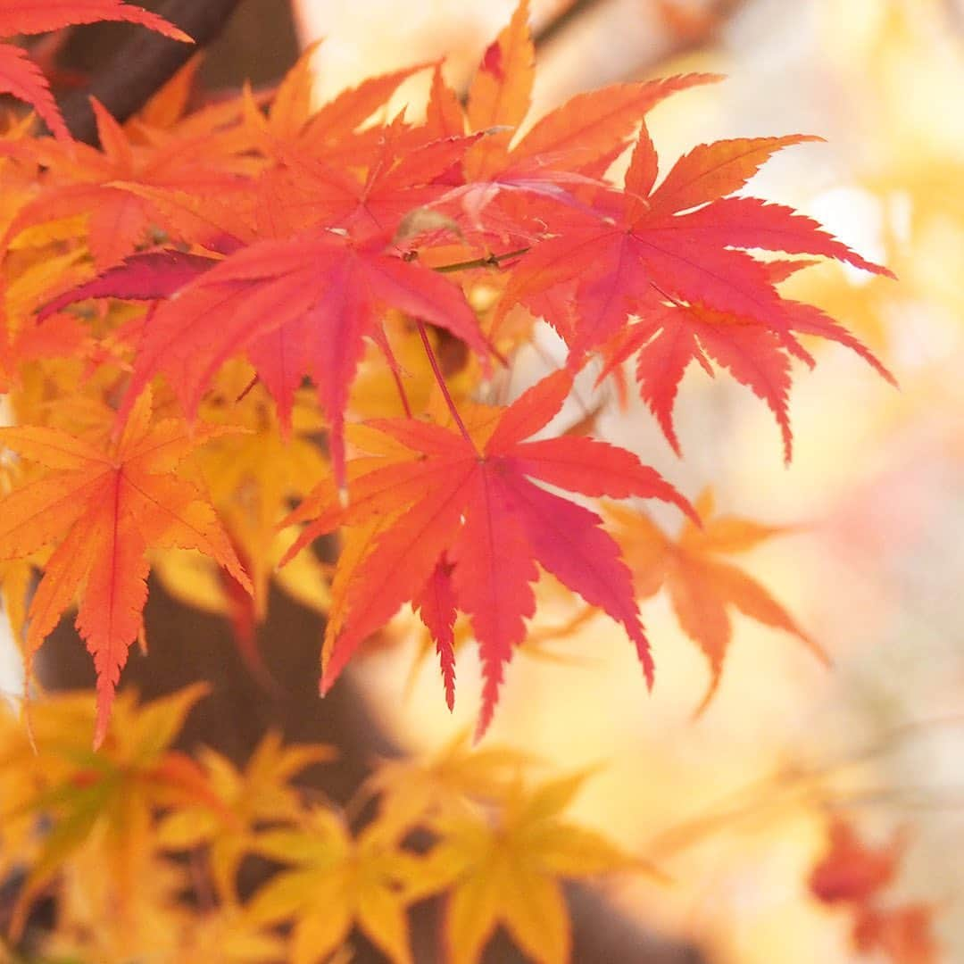 ワンズテラスさんのインスタグラム写真 - (ワンズテラスInstagram)「今日は太陽が最も低い位置にあり、昼が短く夜が最も長い日、二十四節気の「冬至」（とうじ）です。 明日から日は少しずつ長くなりますが寒さはこれからが本番ですので、栄養価の高いかぼちゃを食べ、ゆず湯でしっかり体を温めて冬を乗り切りましょう。 ちょうど今頃、晩秋から初冬の冷たくて乾燥した空気が、干し柿作りにはぴったりなのだそうです。 寒さは厳しくなりましたが、冬には冬の景色と良さがありますね。  #二十四節気 #冬至 #干し柿 #ゆず湯 #冬至粥 #かぼちゃ #紅葉 #もみじ #晩秋 #錦秋 #初冬 #紅葉狩り #日本の風景 #日本の冬 #冬景色 #冬の気配 #風物詩 #冬支度 #一人散歩 #散歩 #冬散歩 #カメラ散歩 #写真散歩 #玉ボケ #季節の花 #flowers #flowerpic #onesterrace #ワンズテラス」12月21日 18時22分 - onesterrace