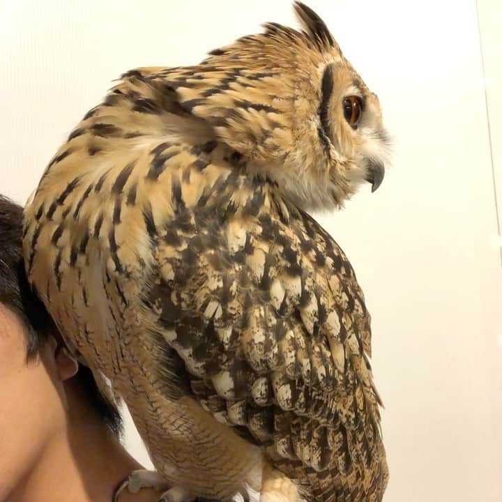 GEN3 Owlのインスタグラム：「これは癒されてるのか、癒やしてるのか…うん、どっちもかな🥰  Am I healing or am I being healed?...Well, both!   #owl #owlgaru」