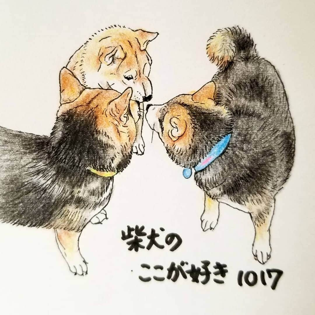 ハナとソラのインスタグラム：「#ここ柴部  『柴犬のここが好きシリーズ1017』 鼻を付き合わせて話をするとこ。  みんな鼻がヒクヒク🐶  あんまり顔が近すぎると 内心ドキドキしちゃうことも。 * モデルは @7shiba7nyan_wow さんとこの ゆめちゃん、空ちゃん、楽ちゃんです💓 * #柴犬のここが好き #favoritepartsofshibainu #illustgram #illustration #shibastagram #shibainu #colorpencil #柴犬 #イラスト #いらすとぐらむ #しばすたぐらむ #色鉛筆 #柴公園イラスト #多頭飼い」