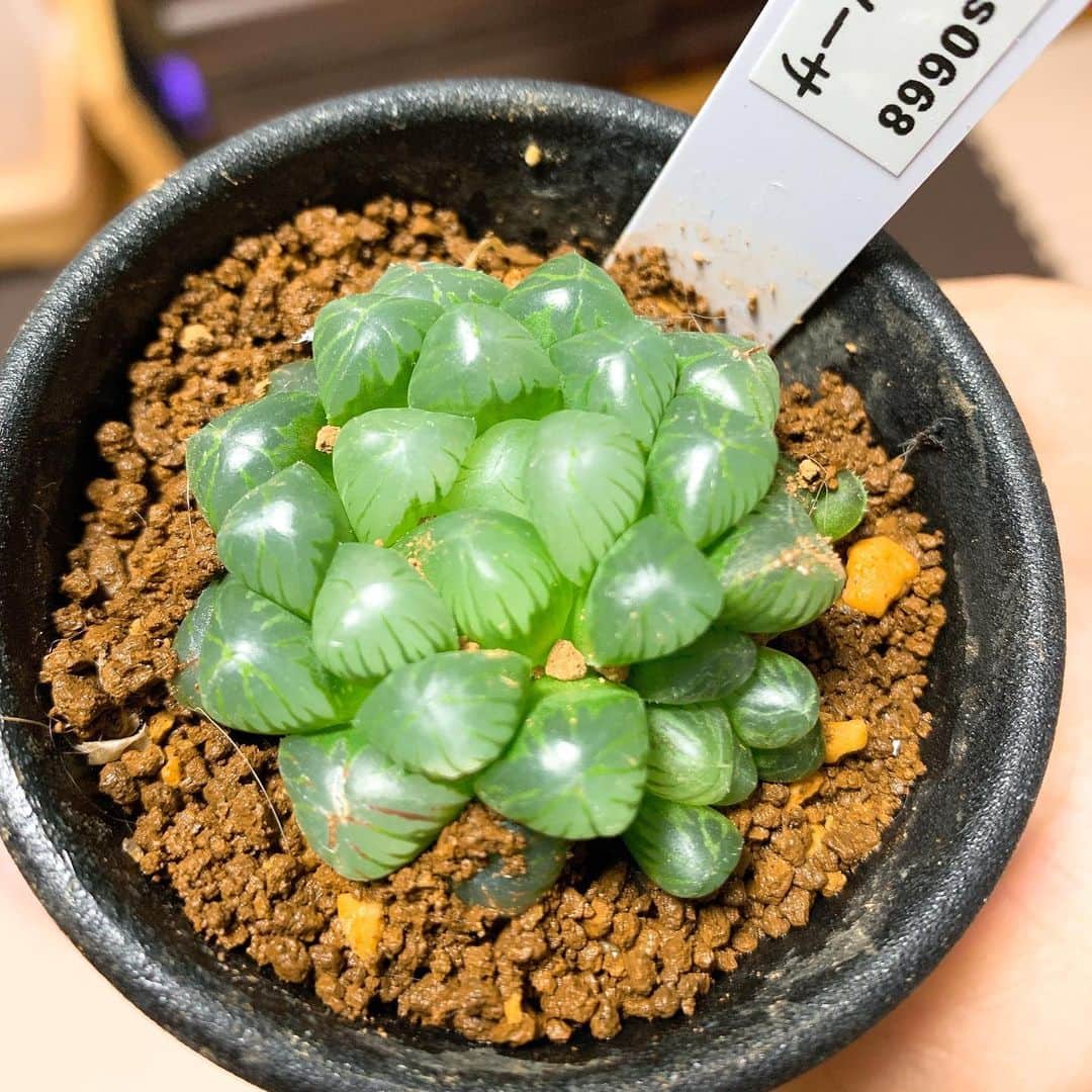 桜 稲垣早希のインスタグラム：「我が家唯一の植物、多肉植物のハオルチアことファルコンちゃん（ネバーエンディングストーリーのファルコンの背中のつぶつぶに似てるから）少しふっくらしてきました😊毎日いい感じの半日影を探して置いてます。トニーに2回ほど倒されましたがなんとか元気です🥲 #多肉植物 #ハオルチア」