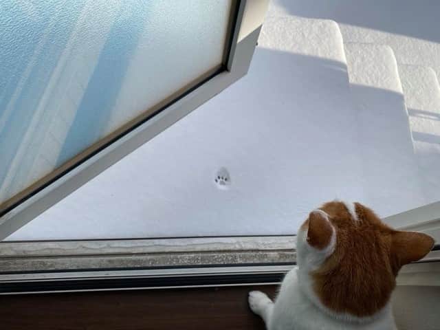 9GAGさんのインスタグラム写真 - (9GAGInstagram)「Enuff for today 📸 koyuki_202(TW) - @meowed #cat #🐾 #snow #9gag」12月21日 19時24分 - 9gag