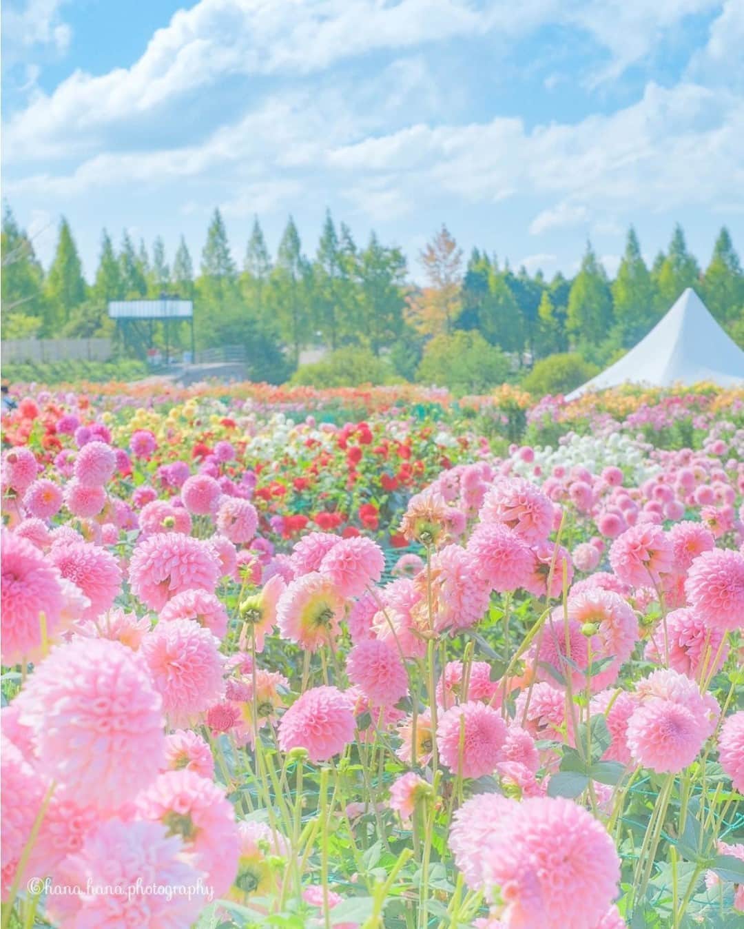 花の写真館のインスタグラム：「Photo by @hana.hana.877.⠀ https://instagram.com/hana.hana.877/⠀ .⠀ Original Post[投稿いただいたURL]⠀ https://www.instagram.com/p/CGjyNiyAL9r/⠀ .⠀ 本アカウントは、 #私の花の写真 をつけてInstagramに投稿された皆さまの花の写真や、「花の写真館」Facebookページで投稿された花の写真を紹介します。⠀ 「花の写真館」Facebookページは、「 @floral.photograph 」のプロフィールにあるURLからご覧ください。⠀ .⠀ ※各自、政府、自治体など公的機関の指示に従った行動をお願いします。⠀⠀ 東京カメラ部および分室では、写真を「見る楽しみ」を提供することを通して、微力ながら皆様にわずかな時間でも癒しをお届けしたいと思っております。⠀ ※本アカウントは東京カメラ部がFacebook、Instagramのサービスを利用して運営しているもので、Facebook社・Instagramとは一切関係ありません。⠀ .⠀ #花の写真館 #floralphotograph #floralphoto #flower #flowers⠀ Follow: @floral.photograph」
