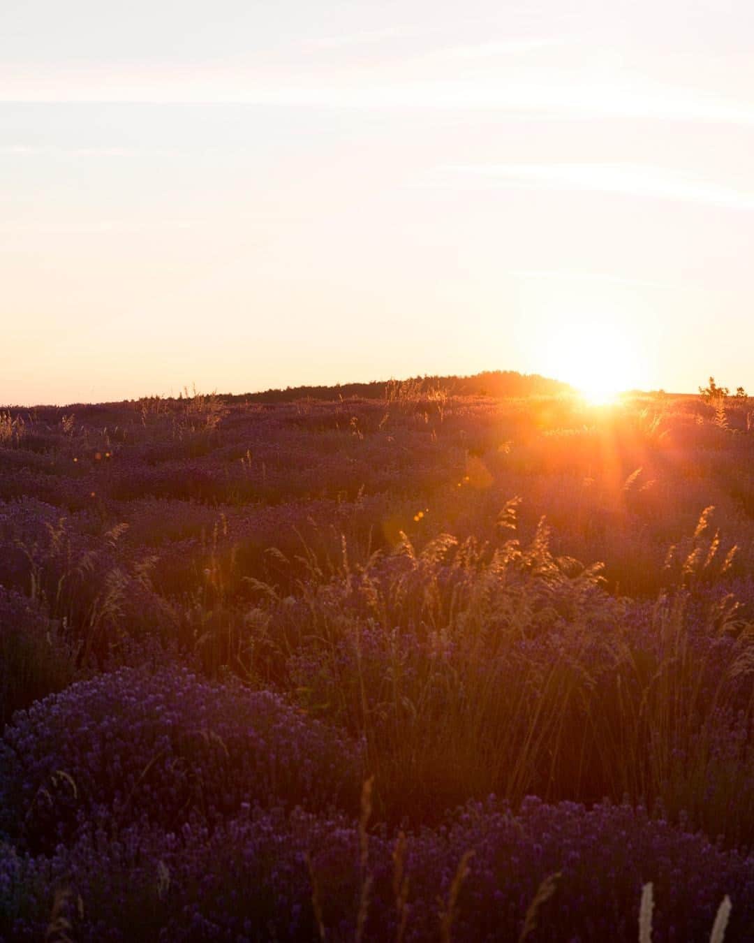 ロクシタンのインスタグラム：「🌞 What will you be doing on the shortest day? 🌝⁣ ⁣ It might be getting dark sooner but there’s nothing quite like seeing the sun set. Make sure to go soak up the golden hour. We would love to see the sunsets all around the world so share them with us using #LoccGoldenHour ✨⁣ ⁣ #ShortestDay #Winter #Provence #Landscape #Nature #Loccitane⁣」