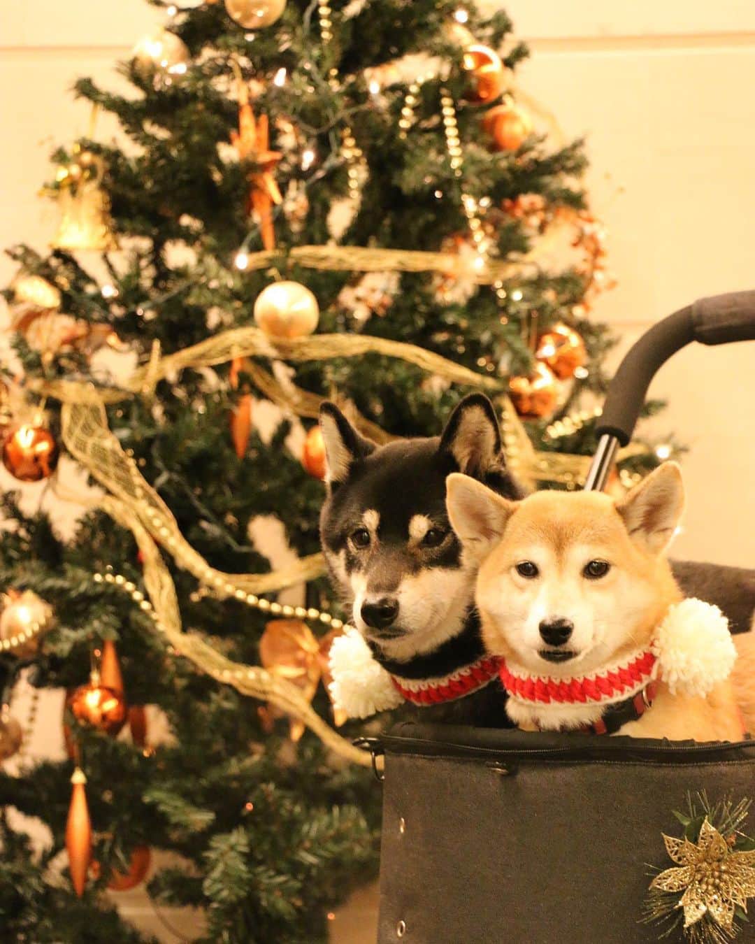 柴犬 けんしろう ゆりあのインスタグラム：「🐶🎁🎉🐶  けんゆりポストカード当選者発表🎊  けんしろう賞🐶 No.77 @shiba.kom さん✨ No.94 @lovechan.321 さん✨  ゆりあ賞🐶 No.11 @shibakoume さん✨ No.55 @takasan2404 さん✨  今年はけんゆりがゾロ目を選ぶ確率が高くてびっくりでした😍  当選されたみなさんおめでとうございます🎉 改めてDMを送らせていただきますね❤️  今年はけんちゃんの心配事もあり、例年のようにプレゼント企画を開催できるか不安もあったのですが、グダグダながらも(笑)今年もみなさんと変わらずに一緒に楽しむことができたこと、私たちの大切な想い出になりました✨  参加してくださったみなさん 本当に本当にありがとうございました🥰 . プレゼント企画、抽選会の様子は ハイライトをご覧ください❤️ . . Location:けんゆりの家🏠 (けんゆりおもひで冬photo⛄️より)」