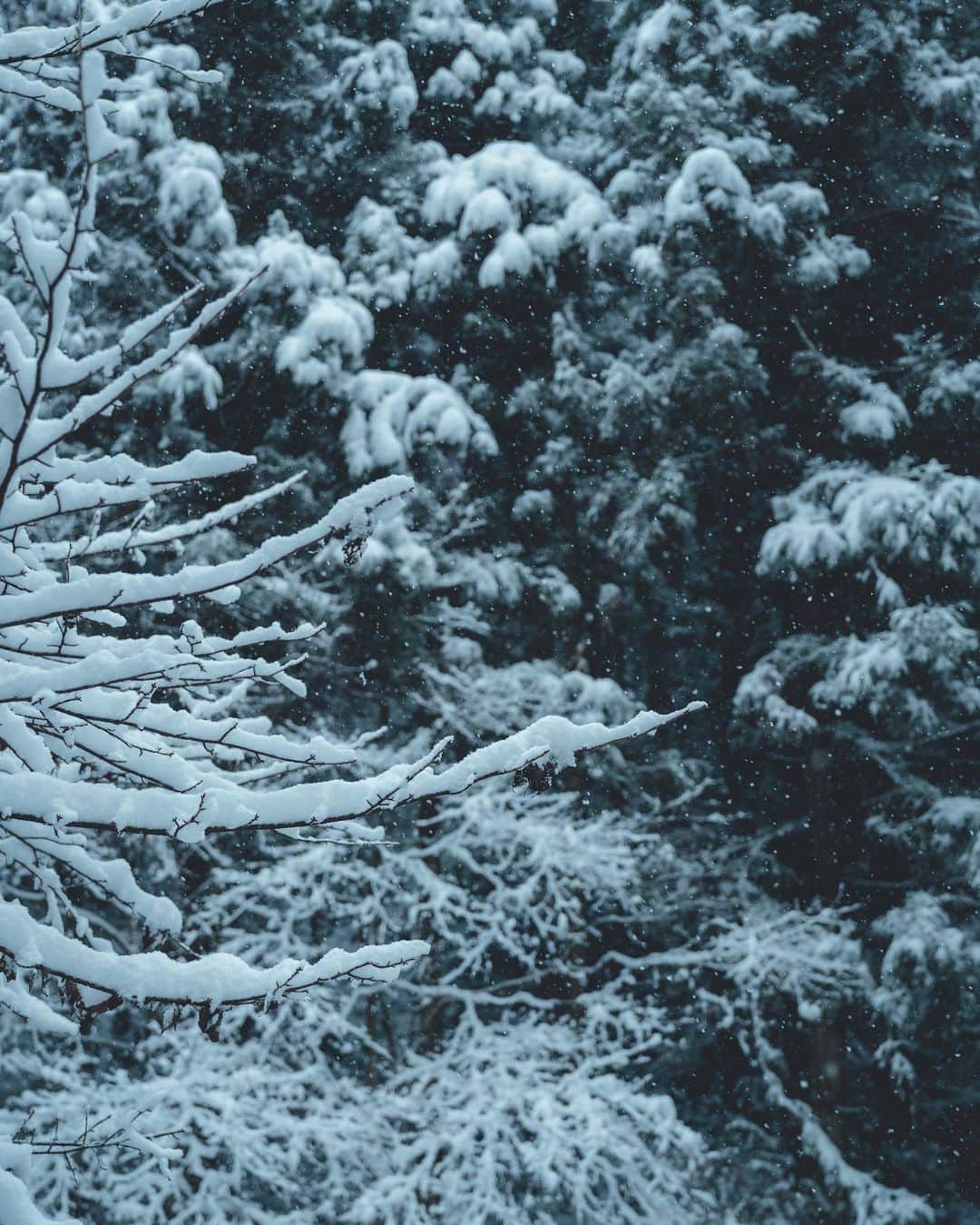 貴船神社さんのインスタグラム写真 - (貴船神社Instagram)「貴船 初雪」12月21日 20時08分 - kifunejinja