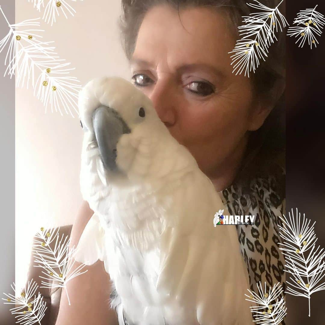 ? Enjoy Harley's Lifeさんのインスタグラム写真 - (? Enjoy Harley's LifeInstagram)「Cuddle time together🥰#harleythecockatoo #happy#lovemybird#cuteness #cute##cuddletime#bird#lifetimecommitment」12月21日 20時13分 - harleythecockatoo