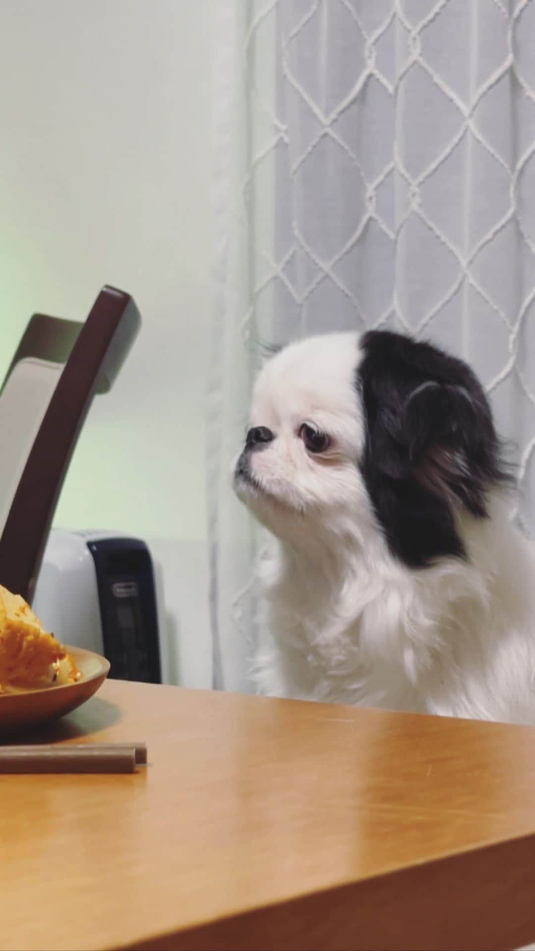 juntowaのインスタグラム：「荒ぶるたらちゃん。#遠吠え#むせる」