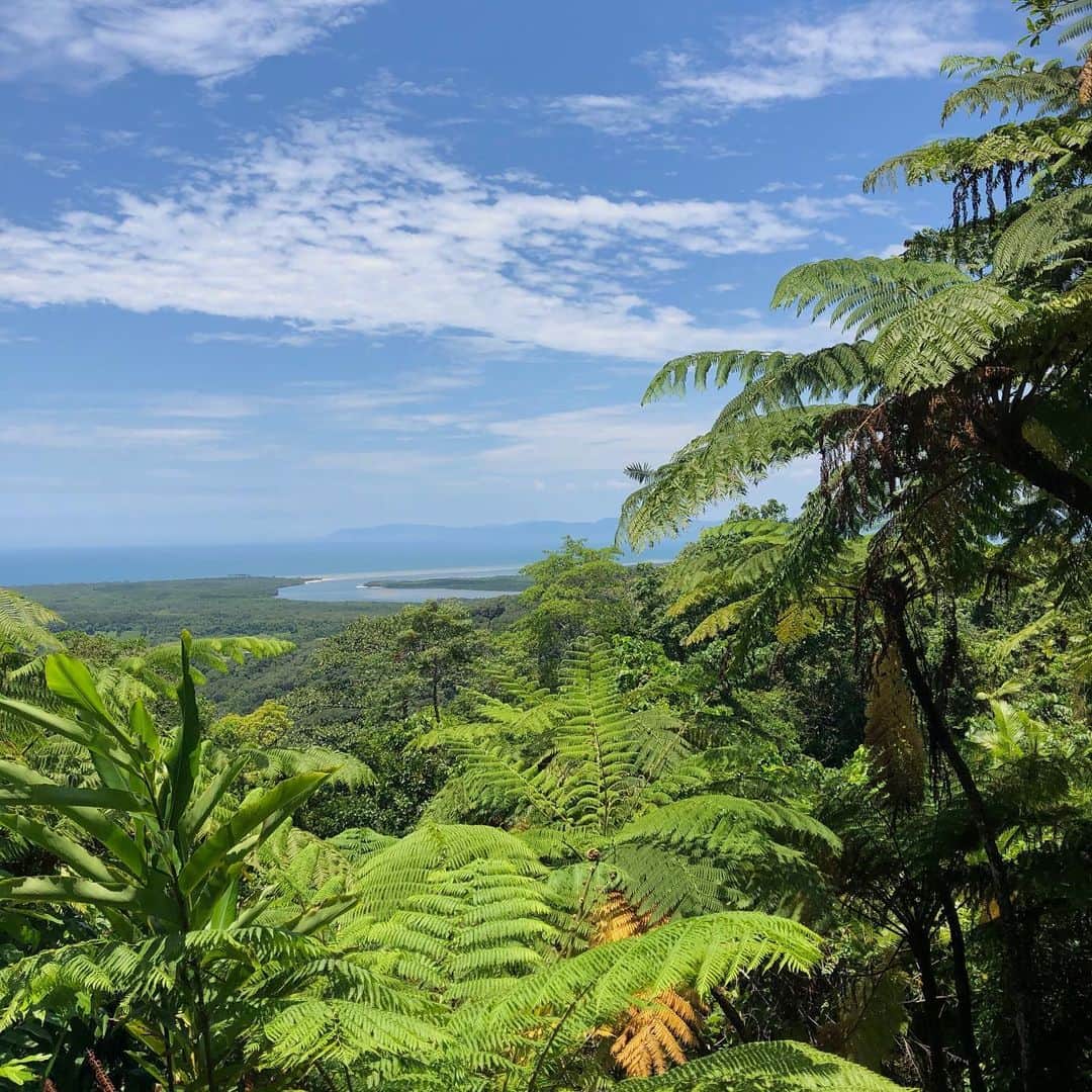 広瀬ななのインスタグラム：「The World’s Oldest Rainforest. Hope you feel the breeze🌱 ・ そよ風届け🌿 ・ #Australia #オーストラリア一周 #ケアンズ #cairns #風 #熱帯雨林 #自然 #そよ風 #旅の記録」