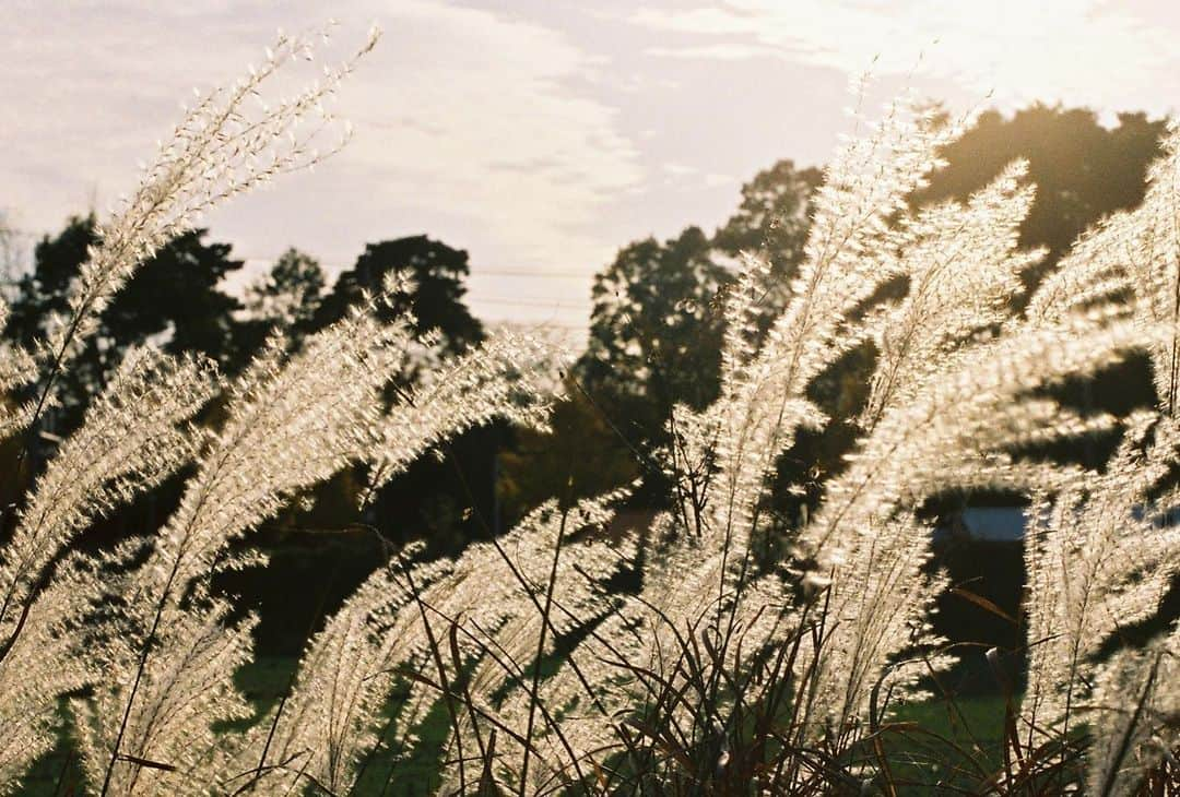 チェ・ヒソさんのインスタグラム写真 - (チェ・ヒソInstagram)「#35mm 이건 다 내가 찍었지롱  All by me」12月21日 20時21分 - lunadelizia