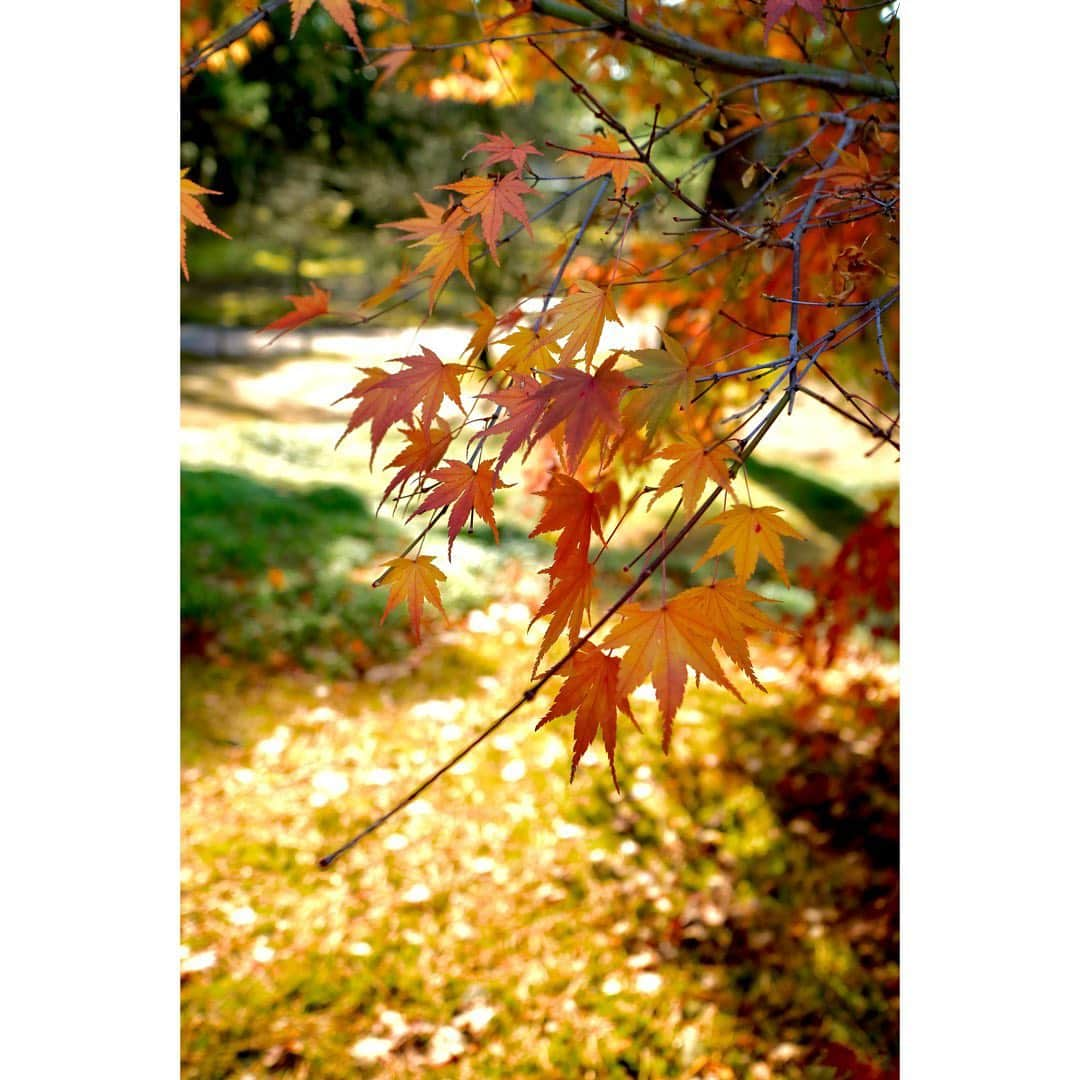 斎藤ちはるさんのインスタグラム写真 - (斎藤ちはるInstagram)「今年が終わる前に… . 秋に撮った紅葉の写真🍁 . . #赤  #紅  #朱  #橙 #自然 の色って #綺麗 だなあ #趣味 #カメラ #📸 #chihashot . . #斎藤ちはる#テレビ朝日#テレビ朝日アナウンサー#テレ朝#アナウンサー#カメラ好き#カメラ女子#写真#写真好き#写真部#カメラ部#紅葉#紅葉狩り#紅葉🍁#🍁#ミラーレス#ミラーレス一眼#単焦点#単焦点レンズ#📷」12月21日 20時31分 - chiharu_saito_ex