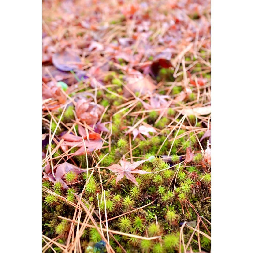 斎藤ちはるさんのインスタグラム写真 - (斎藤ちはるInstagram)「今年が終わる前に… . 秋に撮った紅葉の写真🍁 . . #赤  #紅  #朱  #橙 #自然 の色って #綺麗 だなあ #趣味 #カメラ #📸 #chihashot . . #斎藤ちはる#テレビ朝日#テレビ朝日アナウンサー#テレ朝#アナウンサー#カメラ好き#カメラ女子#写真#写真好き#写真部#カメラ部#紅葉#紅葉狩り#紅葉🍁#🍁#ミラーレス#ミラーレス一眼#単焦点#単焦点レンズ#📷」12月21日 20時31分 - chiharu_saito_ex