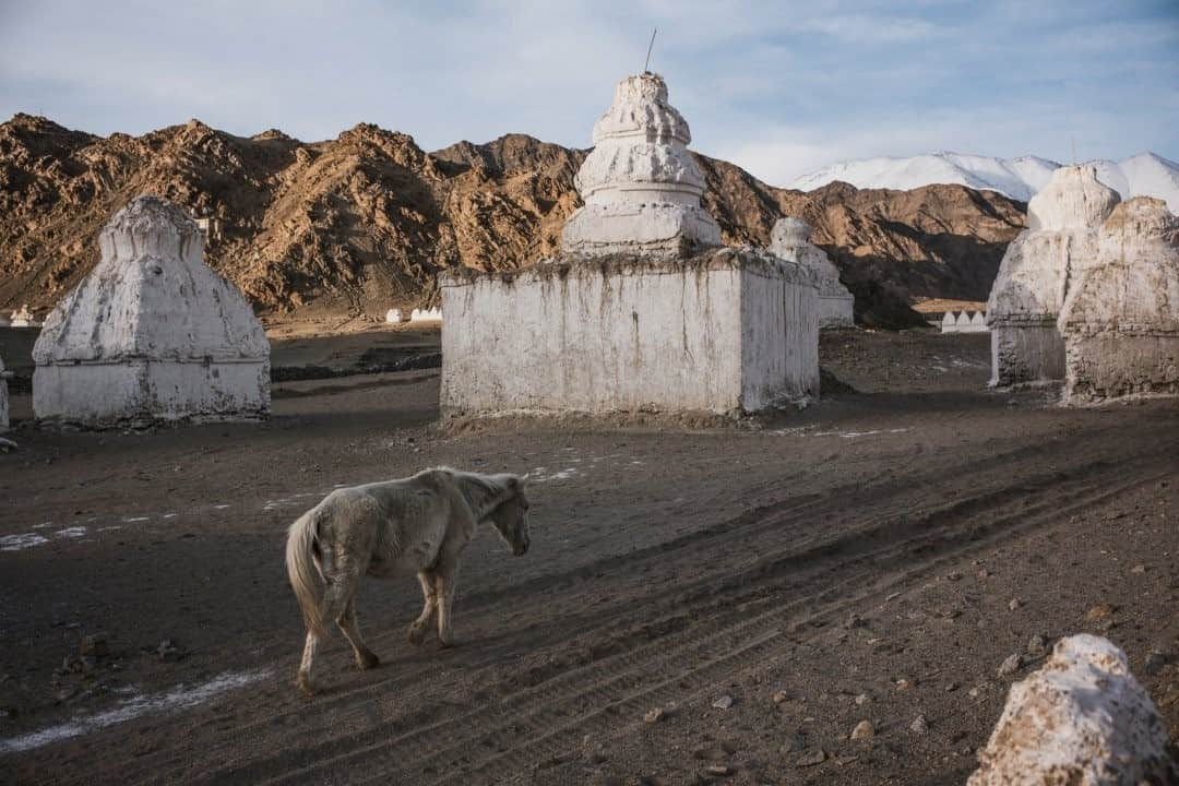 National Geographic Travelさんのインスタグラム写真 - (National Geographic TravelInstagram)「Photo by @ciriljazbec / A horse walks in the middle of traditional stone stupas in Shey. There are thousands of these incredible Buddhist monuments all over Ladakh.  Follow the link at @ciriljazbec to see more photos from Ladakh.」12月21日 20時38分 - natgeotravel