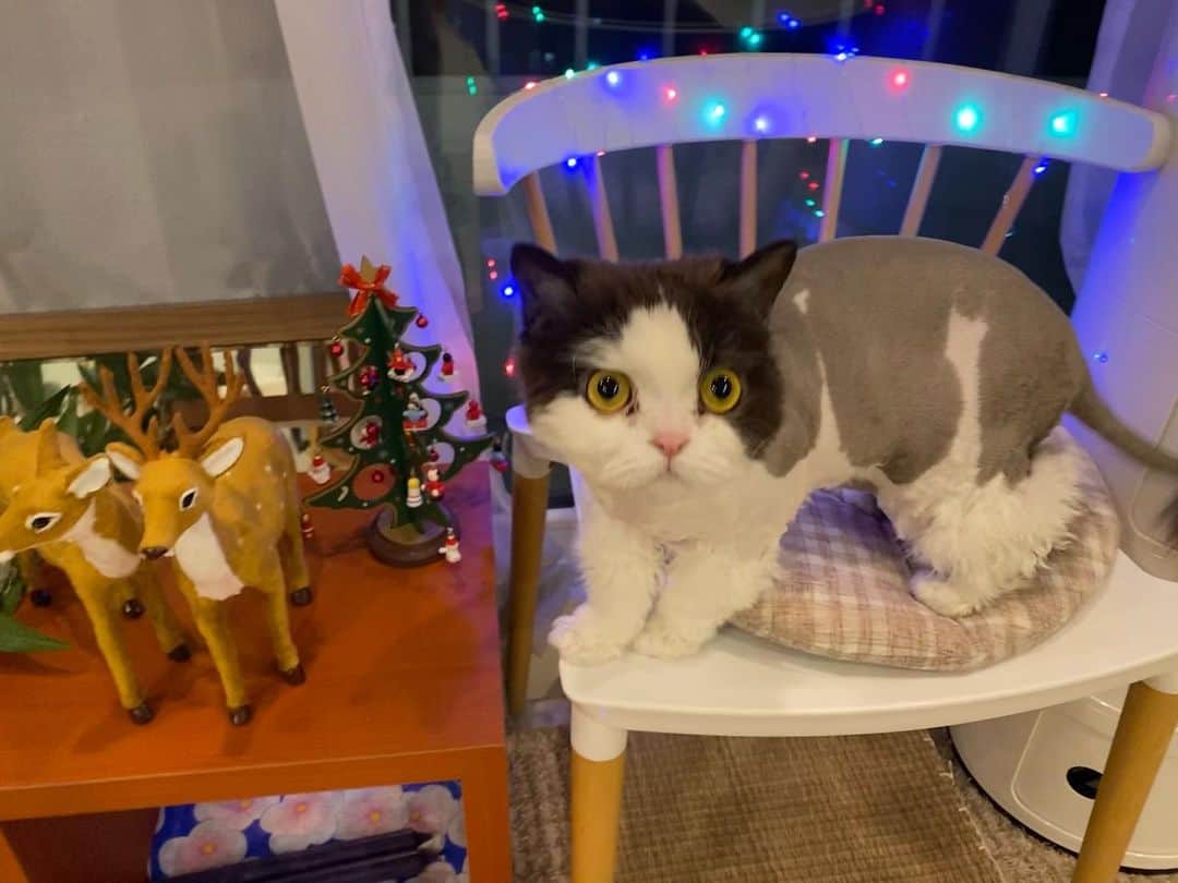 ソジン のインスタグラム：「🎅🏻🐈🎄」