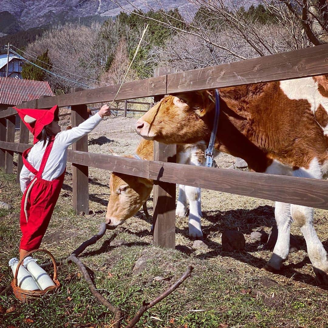 iko-yo（いこーよオフィシャル）さんのインスタグラム写真 - (iko-yo（いこーよオフィシャル）Instagram)「・﻿ 今日の #いこーよおでかけ部 は、【ガンジーファーム】！﻿ ━━━━━━━━━━━━━━━﻿ 📸pickup…riri__gram7さん﻿ 🐄…#ガンジーファーム﻿ 🚗…大分県竹田市﻿ 日本では数百頭しか飼育されていないイギリス・ガンジー島原産のガンジー牛から搾られたゴールデンミルクが味わえる牧場。ガンジー牛のほかにも、ポニーに乗馬できたり、ふれあい牧場で放牧されているウサギやヤギ、ヒツジたちを見たりすることもできます。﻿ ━━━━━━━━━━━━━━━﻿ ＜faciities＞---------------------------﻿ 🐄ガンジーファーム﻿ いこーよ：https://iko-yo.net/facilities/15410﻿ 住所：大分県竹田市久住町大字久住4004-56﻿ 営業時間：09時00分 ～ 17時00分﻿ レストランは10：00～16：00﻿ 定休日：ー﻿ 料金：無料﻿ 体験・施設利用料が別途必要な場合があります。﻿ ------------------------------------------﻿ ﻿  いこーよ@ikoyo_odekake では素敵な写真をピックアップし、「親子でおでかけしたい場所」をご紹介させていただいています😊❣️﻿ ﻿ お子さんとのおでかけの思い出の写真を、このアカウントをフォローの上 #いこーよ を付けてぜひ投稿してください。魅力的な写真は、いこーよ公式SNSで紹介させていただきます！ 沢山のご投稿お待ちしております。﻿ ﻿ ✨募集中タグ #いこーよ﻿ ﻿ 📱子供の年齢に合ったおでかけ先が見つかる「いこーよ」公式アプリのダウンロードはAppStore 、Google Playで「いこーよ」で検索！﻿ ・﻿ ・」12月21日 20時46分 - ikoyo_odekake