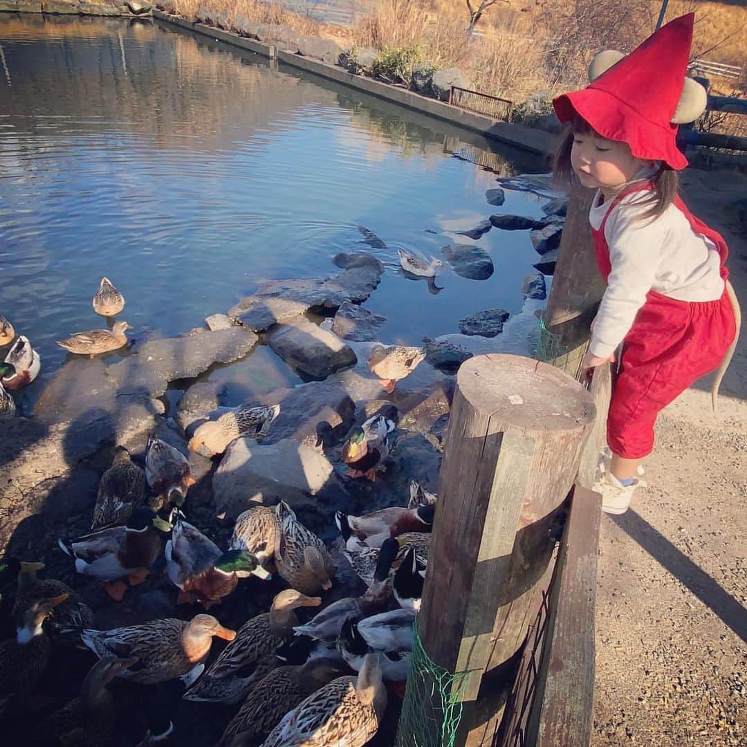 iko-yo（いこーよオフィシャル）さんのインスタグラム写真 - (iko-yo（いこーよオフィシャル）Instagram)「・﻿ 今日の #いこーよおでかけ部 は、【ガンジーファーム】！﻿ ━━━━━━━━━━━━━━━﻿ 📸pickup…riri__gram7さん﻿ 🐄…#ガンジーファーム﻿ 🚗…大分県竹田市﻿ 日本では数百頭しか飼育されていないイギリス・ガンジー島原産のガンジー牛から搾られたゴールデンミルクが味わえる牧場。ガンジー牛のほかにも、ポニーに乗馬できたり、ふれあい牧場で放牧されているウサギやヤギ、ヒツジたちを見たりすることもできます。﻿ ━━━━━━━━━━━━━━━﻿ ＜faciities＞---------------------------﻿ 🐄ガンジーファーム﻿ いこーよ：https://iko-yo.net/facilities/15410﻿ 住所：大分県竹田市久住町大字久住4004-56﻿ 営業時間：09時00分 ～ 17時00分﻿ レストランは10：00～16：00﻿ 定休日：ー﻿ 料金：無料﻿ 体験・施設利用料が別途必要な場合があります。﻿ ------------------------------------------﻿ ﻿  いこーよ@ikoyo_odekake では素敵な写真をピックアップし、「親子でおでかけしたい場所」をご紹介させていただいています😊❣️﻿ ﻿ お子さんとのおでかけの思い出の写真を、このアカウントをフォローの上 #いこーよ を付けてぜひ投稿してください。魅力的な写真は、いこーよ公式SNSで紹介させていただきます！ 沢山のご投稿お待ちしております。﻿ ﻿ ✨募集中タグ #いこーよ﻿ ﻿ 📱子供の年齢に合ったおでかけ先が見つかる「いこーよ」公式アプリのダウンロードはAppStore 、Google Playで「いこーよ」で検索！﻿ ・﻿ ・」12月21日 20時46分 - ikoyo_odekake