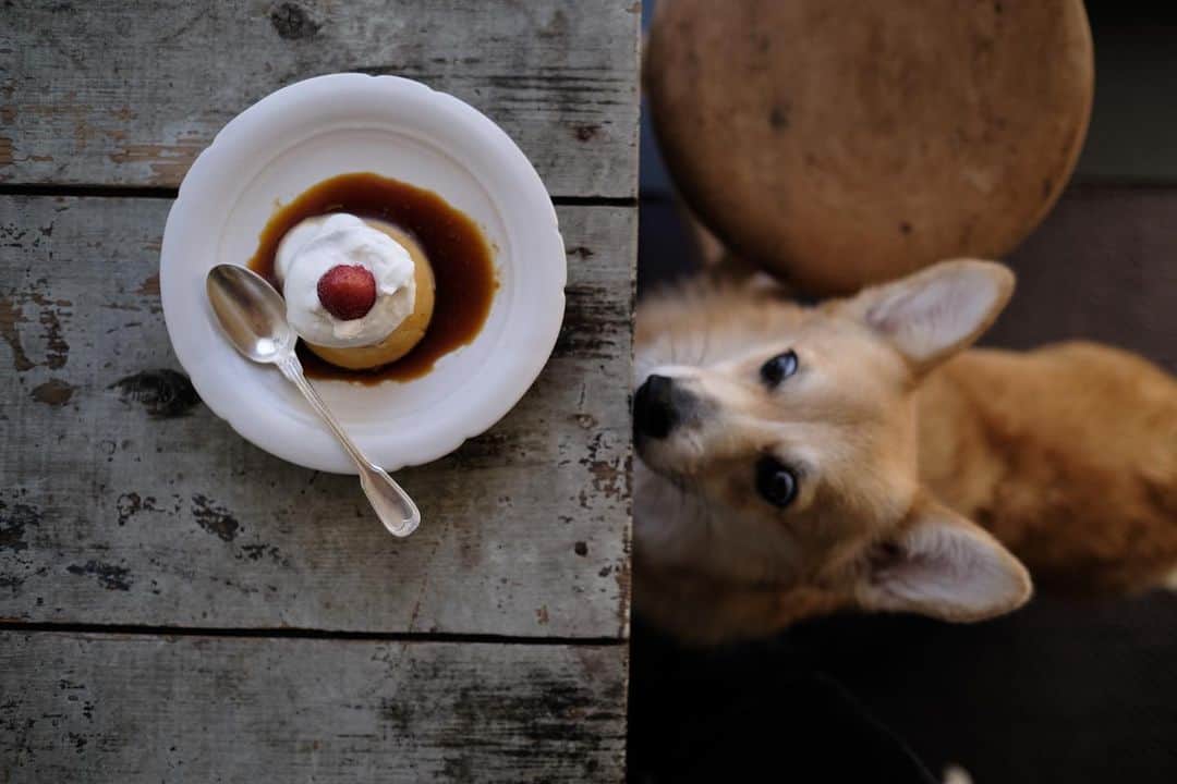 maggydaisyのインスタグラム：「_  そんな訳で朝からプリン🍮 クリームゆるかった…  #maggydaisymore20201221 #corgi  #コーギー #犬のいる暮らし #里親 #田中直純 #プリン #🍮」