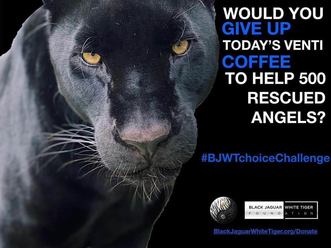 Black Jaguar-White Tiger さんのインスタグラム写真 - (Black Jaguar-White Tiger Instagram)「Your donation saves lives. 500 rescued Animals need you. Active link to donate on our bio or at www.BlackJaguarWhiteTiger.org/Donate」12月22日 6時57分 - blackjaguarwhitetiger