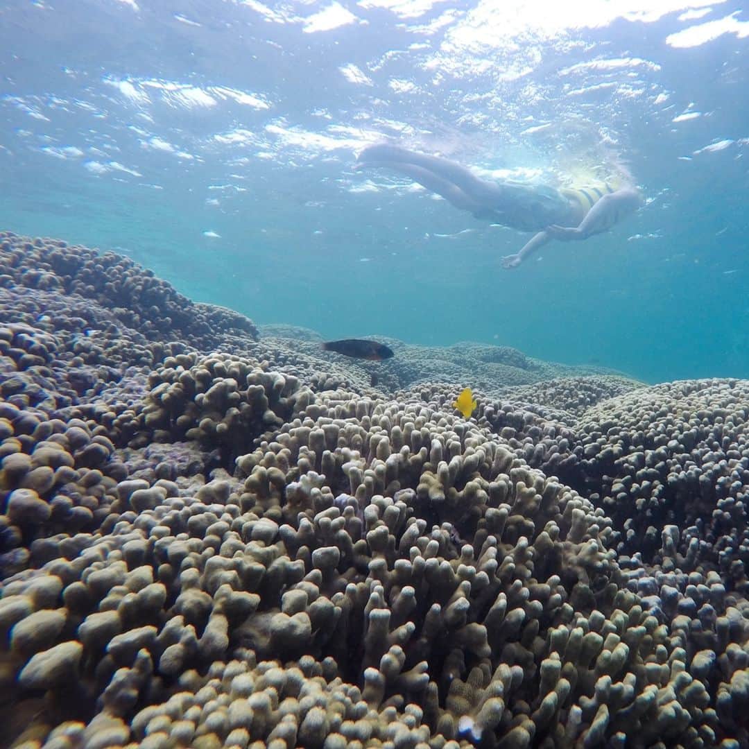 Luxury Cruise by Captain Bruceのインスタグラム：「天国の海は透明度が高く✨、波もなく穏やか。⁠ シュノーケリングデビューにはもってこいの場所ですよ🙌⁠ ⁠ そして、みなさん、ご存知でした？珊瑚礁は植物ではなく動物なのですよ！⁠ ⁠ #キャプテンブルース #天国の海ツアー #天国の海 #サンドバーツアー #アフオラカ #ハワイ大好き #オアフ島 #絶景 #海 #captainbruce #kaneohesandbar #hawaii #oahu #vacation #ahuolaka #ahuihou #ocean #water #island #aloha #havealohawilltravel」