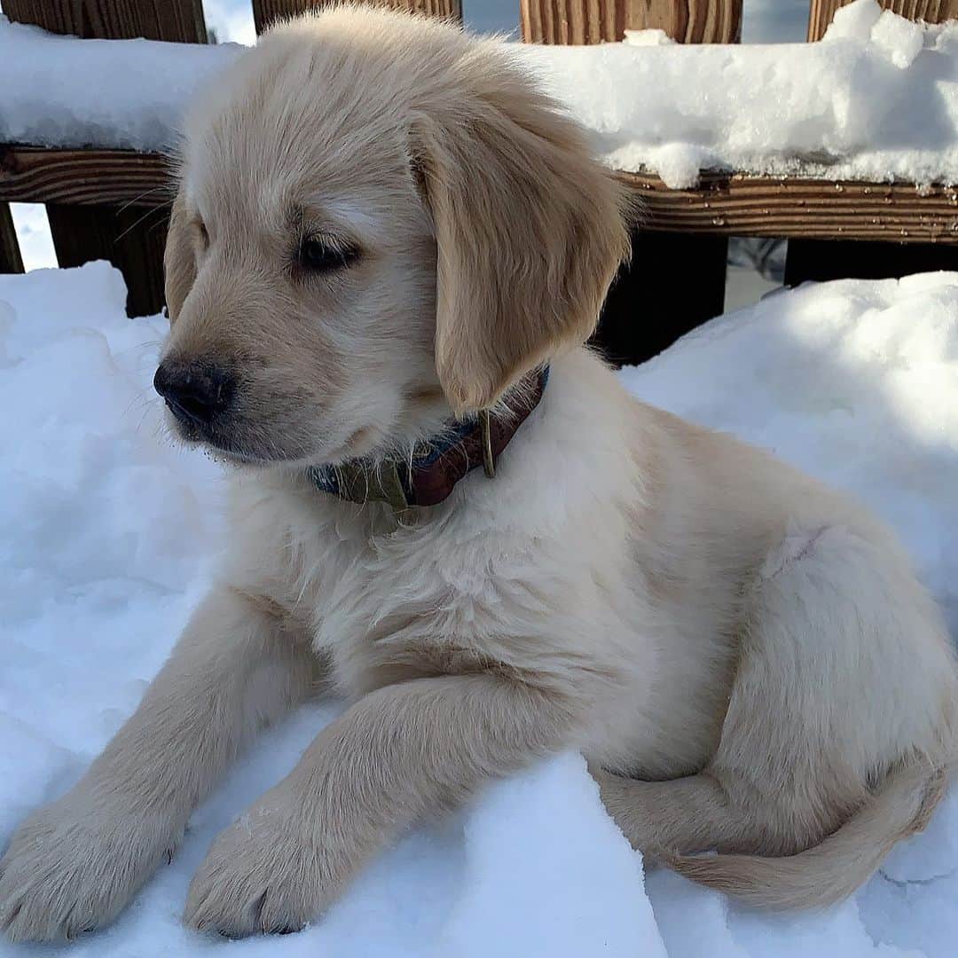 Lauren Hanleyのインスタグラム：「Blue, the newest member of the fam 💙 #goldenretrieverpuppy」
