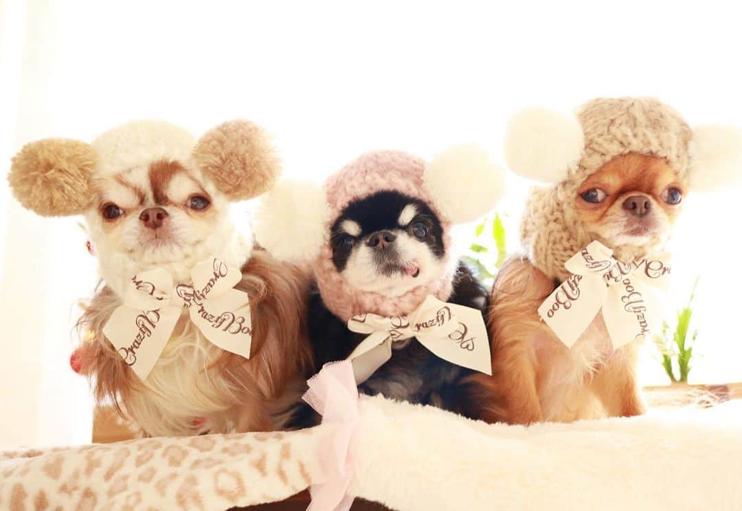 kayoのインスタグラム：「* * * 可愛いくまちゃんが 3頭 🧸🧸🧸❤️ * * Lychee💗Melon💗kulio * * @crazybooofficial  #クレイジーブー #くまちゃんニット帽 * #chihuahua#chihuahualove#dogstgram#dog#instadog#チワワ#チワワ大好き#チワワのいる暮らし * * *」