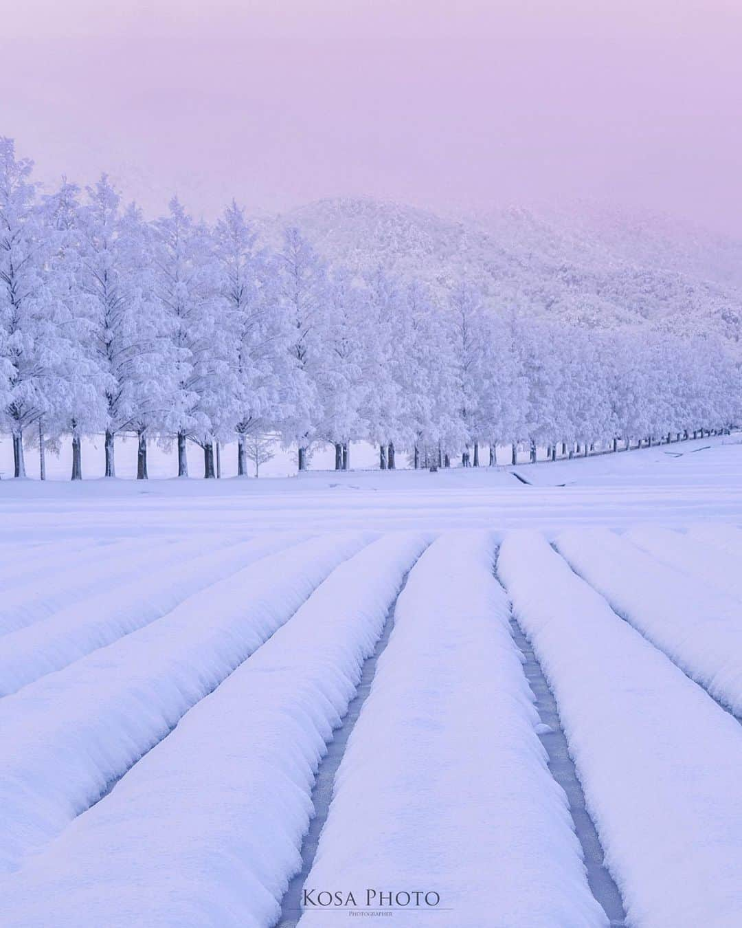 コサさんのインスタグラム写真 - (コサInstagram)「真っ白のメタセコイア並木 メタセコイアに雪がモリモリ でも朝日が出てくると一気に落ちて枝になっちゃいました😅 ❄️ Location:滋賀 Shiga / Japan🇯🇵 Date:2020年12月 ❄️ #メタセコイア並木 #raytrekフォトコンテスト2020 #レイトレッククリエイター #マキノ #しがトコ #sorakataphoto #YourShotPhotographer #Impressive_gallery #light_nikon #LBJ_Legend #art_of_japan_ #tokyocameraclub #dpj_member #team_jp_ #IG_PHOS #photo_jpn #ptk_japan #pt_life_ #bestjapanpics #Lovers_Nippon #広がり同盟メンバー #nipponpic_member #special_spot_legend #s_shot #japan_of_insta #bestphoto_japan #Rox_Captures #kf_gallery_vip #1x_japan #IGersJP」12月22日 7時34分 - kosa_photo