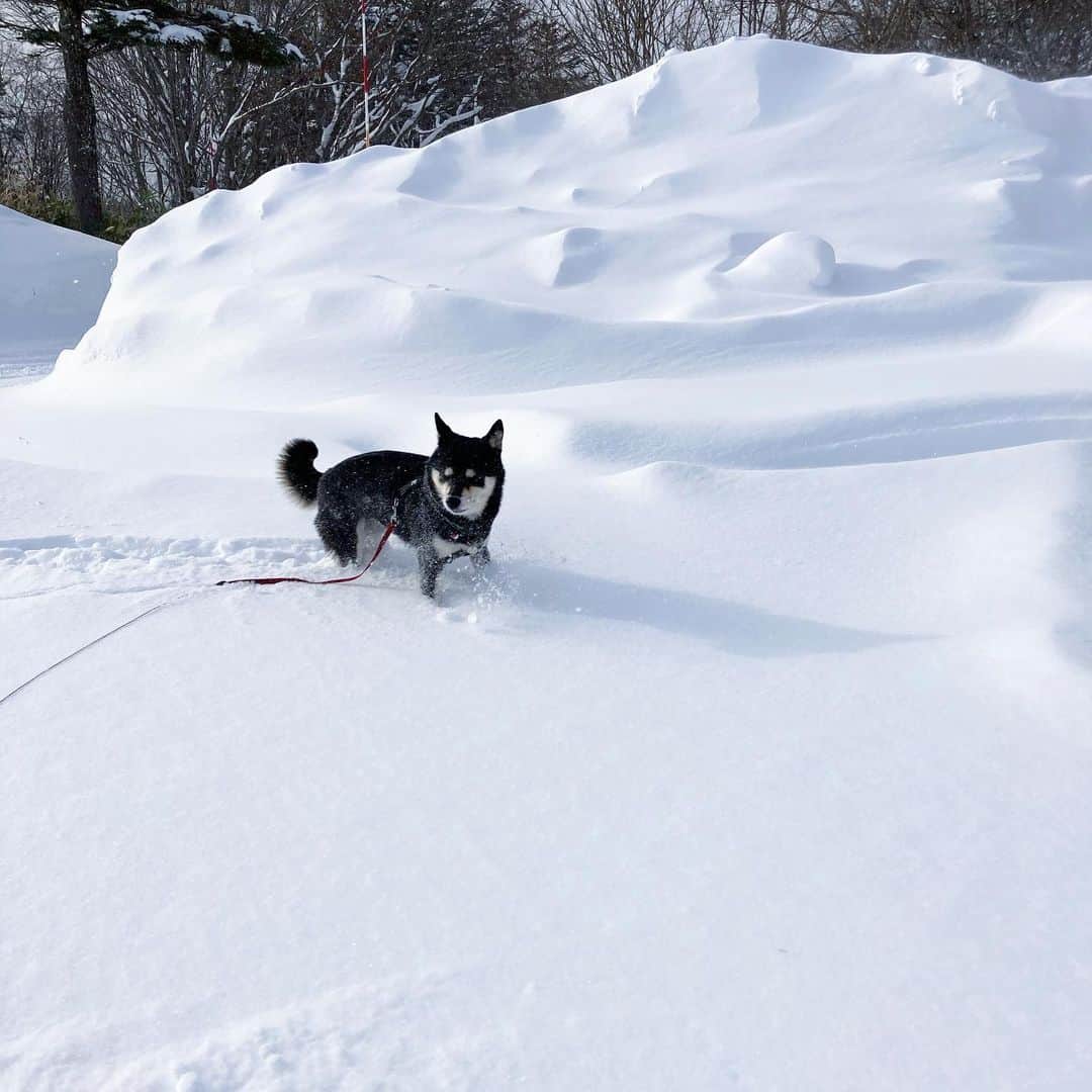 vo_coのインスタグラム：「☃️ 雪が楽しい！ よりも 雪、冷たいんですけど… に方向転換したこたつさん ＊ #shibastagram #instashiba #shiba #shibainu #黒柴 #柴犬」