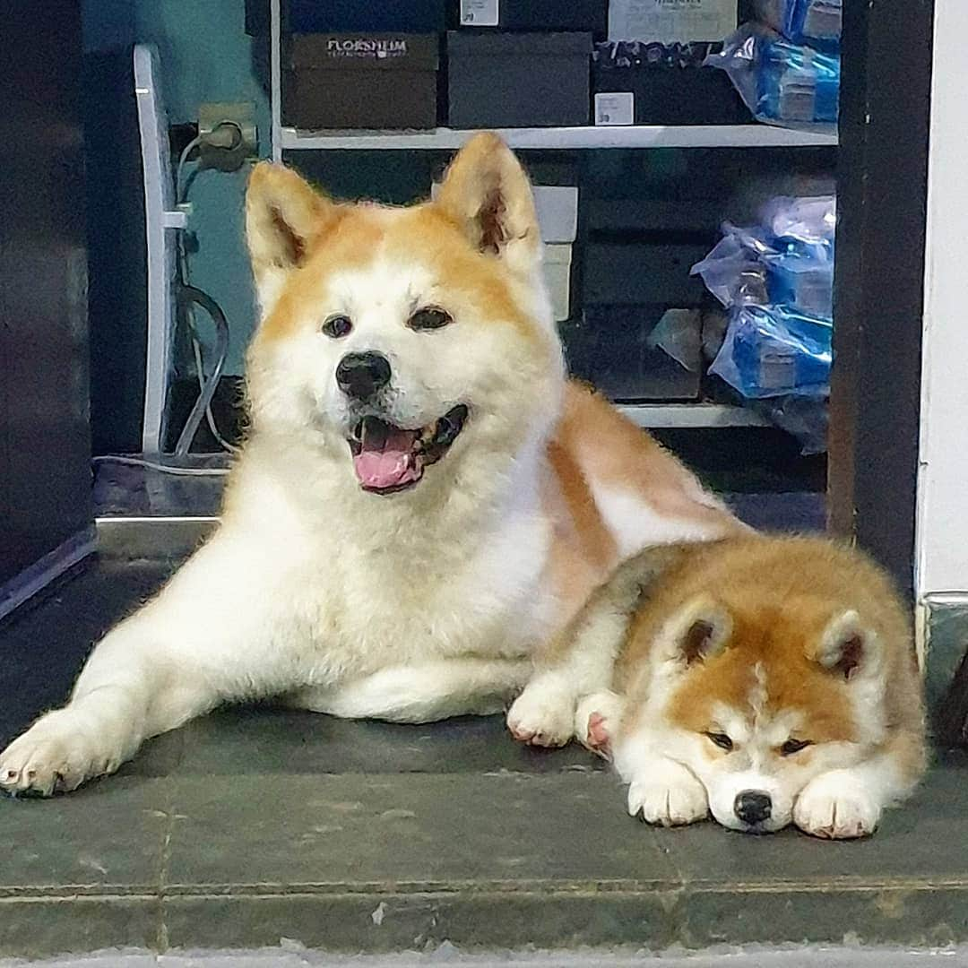 INA. CH KAITO VON JAH SUEDEさんのインスタグラム写真 - (INA. CH KAITO VON JAH SUEDEInstagram)「Welcoming Kato successor Haru just like KATO super lazy plus extreme naughty🤣🤣  . . . . . . . . . . . . #akita#akitafeatures#akita_feature#japaneseakita#dog_features#Hatchiko#love#animal#petoftheday#akitaofinstagram#pet#animal#秋田犬#犬#秋田#日本の秋田#日本犬 #大型犬 #日本語 #子犬 #可愛い #doglover#ワンコ大好き倶楽部公式 #photooftheday#akitagram#instapet#dogstagram#dog#puppy#INSTAKITA」12月22日 8時01分 - akita.kato