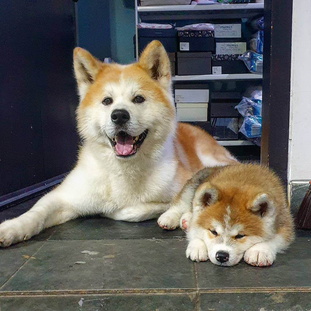 INA. CH KAITO VON JAH SUEDEのインスタグラム：「Welcoming Kato successor Haru just like KATO super lazy plus extreme naughty🤣🤣  . . . . . . . . . . . . #akita#akitafeatures#akita_feature#japaneseakita#dog_features#Hatchiko#love#animal#petoftheday#akitaofinstagram#pet#animal#秋田犬#犬#秋田#日本の秋田#日本犬 #大型犬 #日本語 #子犬 #可愛い #doglover#ワンコ大好き倶楽部公式 #photooftheday#akitagram#instapet#dogstagram#dog#puppy#INSTAKITA」