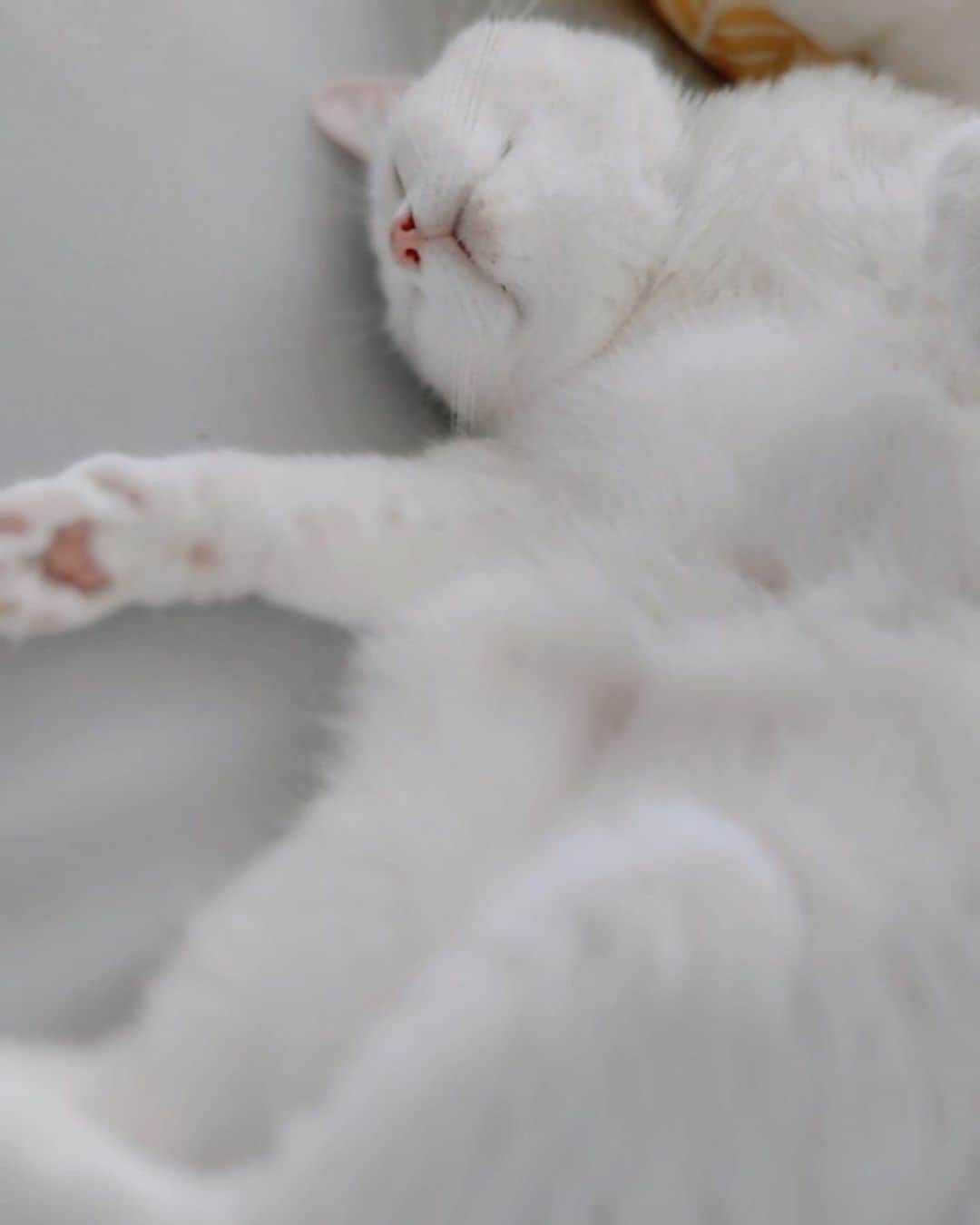 経沢香保子のインスタグラム：「今日は嵐のような1日でした。明日は足が震えるようなプレゼンしてまいります。みなさまのおやくやに立てる日目指してこれからもコツコツがんばります。おやすみなさい。 #猫 #猫のいる暮らし #つれづれ日記#今日も最後までお読みいただきありがとうございました #voicy更新したよ！」