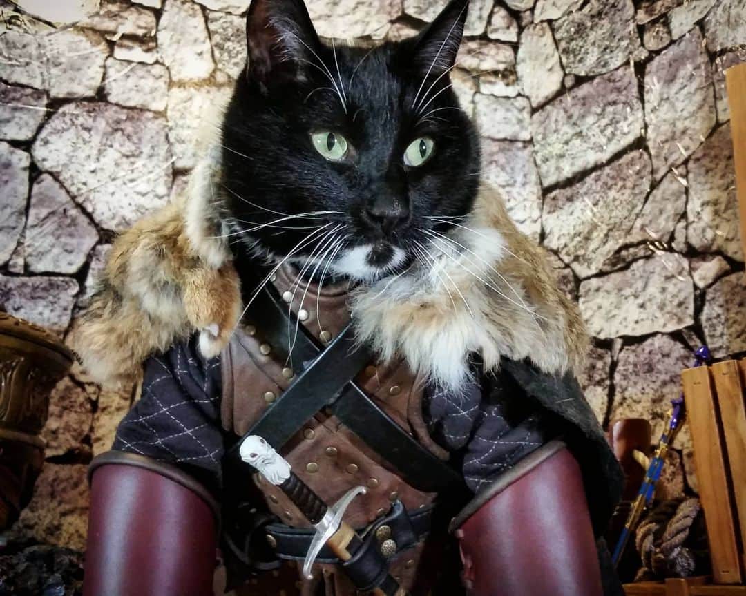 猫コスプレのインスタグラム