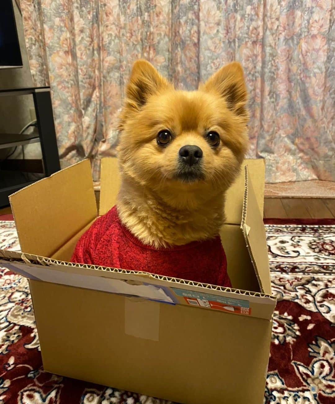 Mitoのインスタグラム：「. . かわいすぎないか🙄 実家に荷物送ったら 送り返そうかってこの写真送られてきたw . . #段ボール #拾ってください  #ポメラニアン」
