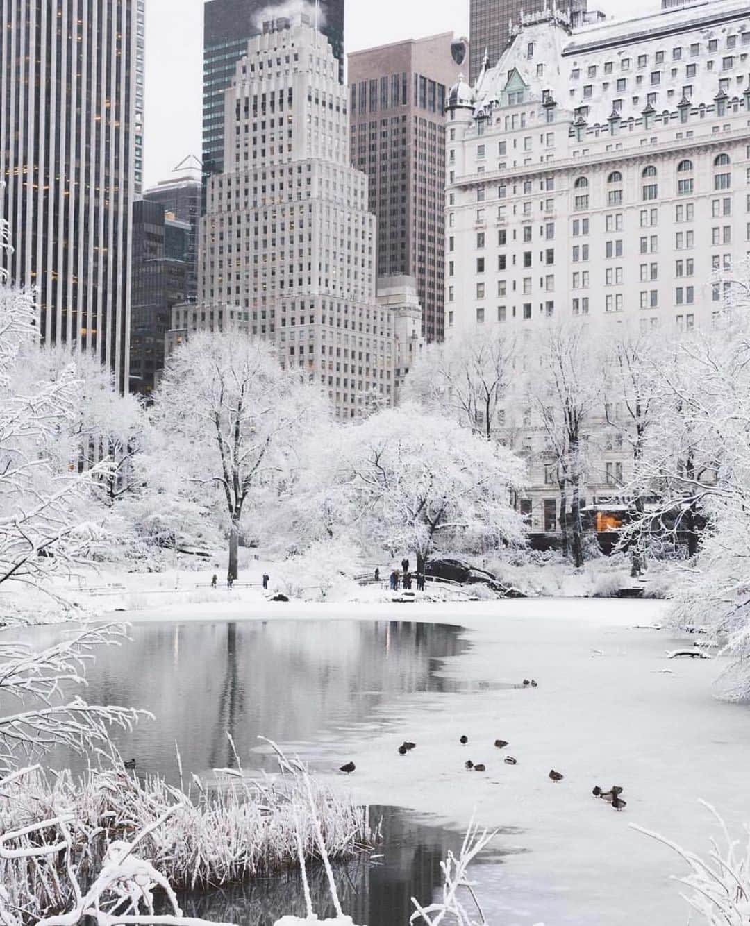 bestvacationsさんのインスタグラム写真 - (bestvacationsInstagram)「Dreaming of Christmas in NYC ❄️ Tag who you’d take to New York City 😍 By @jssilberman, @pankratova916, @kat_in_nyc, @bbsinghphotos, @thewilliamanderson . . . . #bestvacations #travel #travelcommunity #travelblog #travelblogger #travelphotography #nature #adventure #earth #vacation #vacations #paradise #honeymoon #wedding #destinationwedding #engagement #engaged #anniversary #naturephotography #landscapephotography #newyork #newyorkcity #drone #dronephotography #centralpark #nyc #earthpix #dji #amazing #TravelAwesome」12月21日 23時50分 - bestvacations