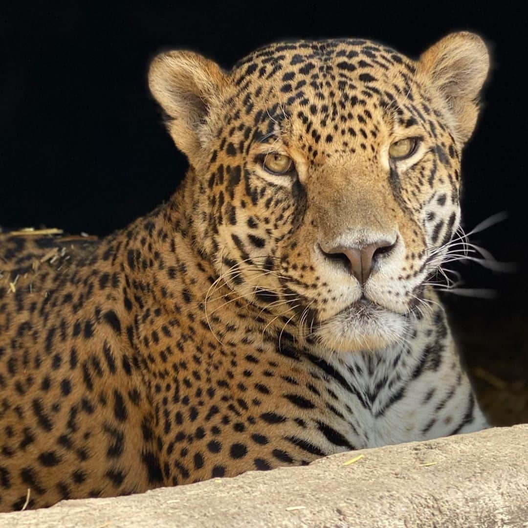 Black Jaguar-White Tiger さんのインスタグラム写真 - (Black Jaguar-White Tiger Instagram)「Catita-Bonita y Preciosa... #BabyCatalinaBJWT #SaveJaguars」12月21日 23時59分 - blackjaguarwhitetiger