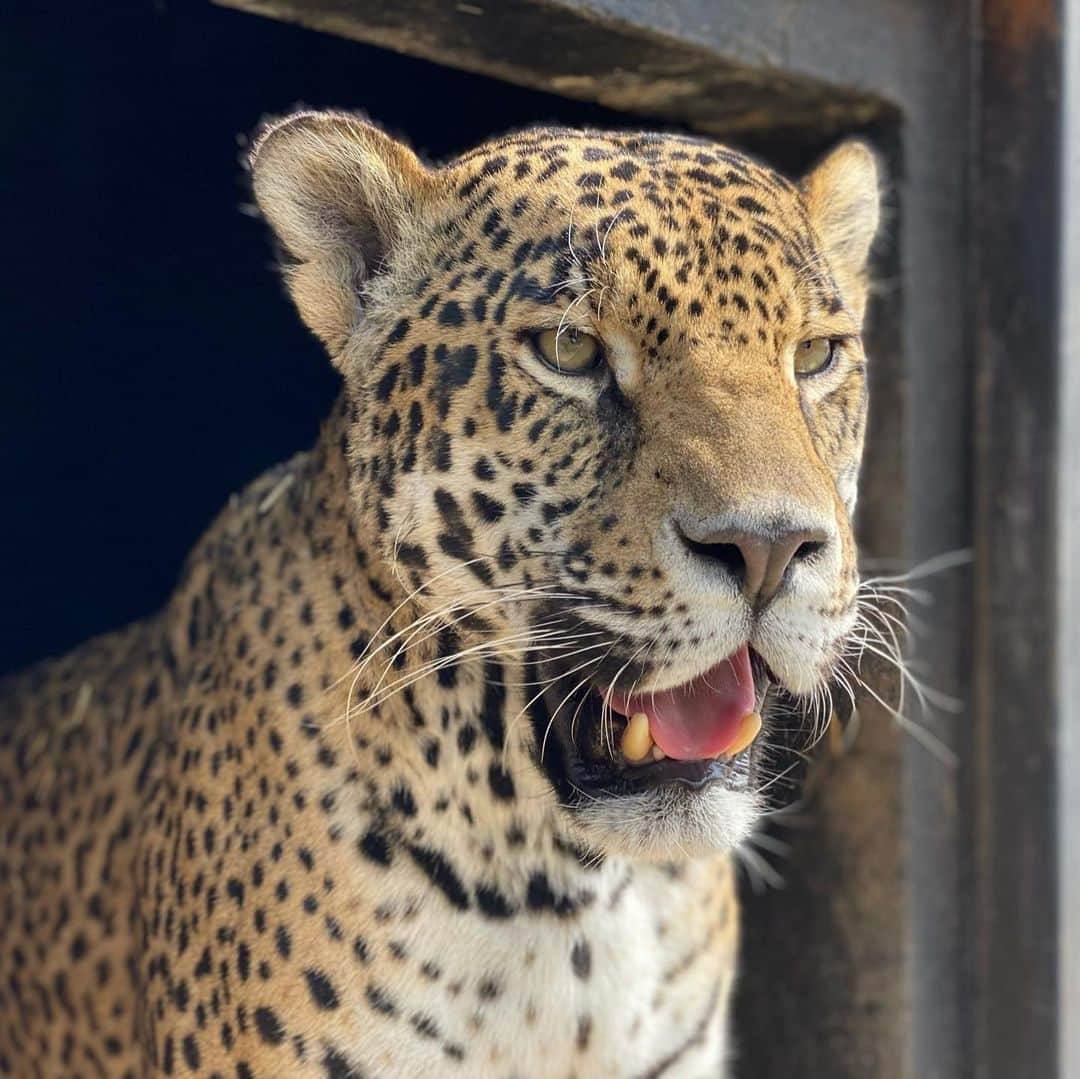 Black Jaguar-White Tiger さんのインスタグラム写真 - (Black Jaguar-White Tiger Instagram)「Catita-Bonita y Preciosa... #BabyCatalinaBJWT #SaveJaguars」12月21日 23時59分 - blackjaguarwhitetiger