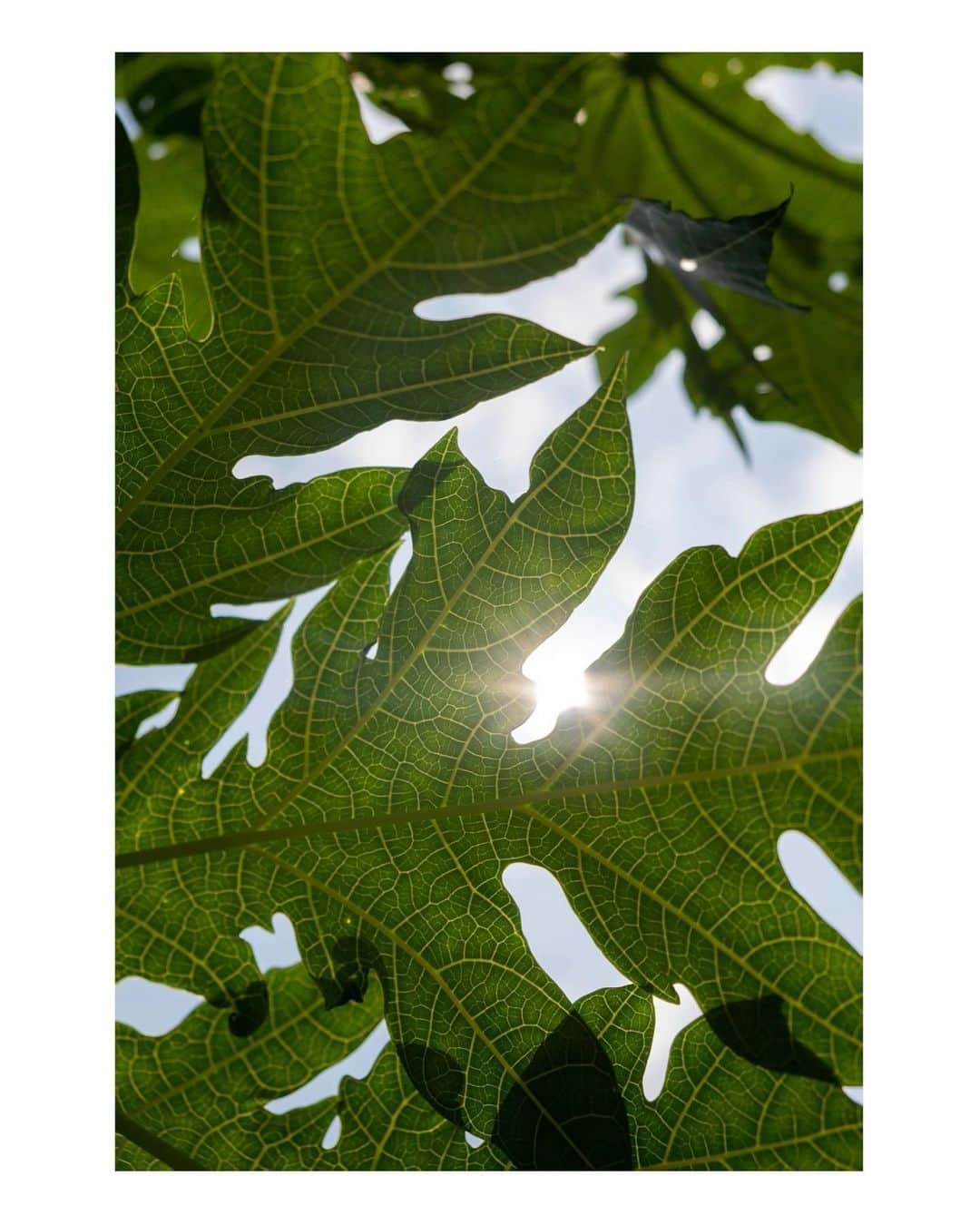 ジュリアナ・パエスのインスタグラム：「#meuinsta #myfavoritethings #lightthroughthetrees」
