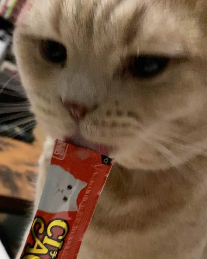 赤西涼のインスタグラム：「らいちゃん食細い方なのにちゅーるはめちゃくちゃ大好き😂💕 らいちゃんにも皆様差し入れさんいつもありがとう🥰」