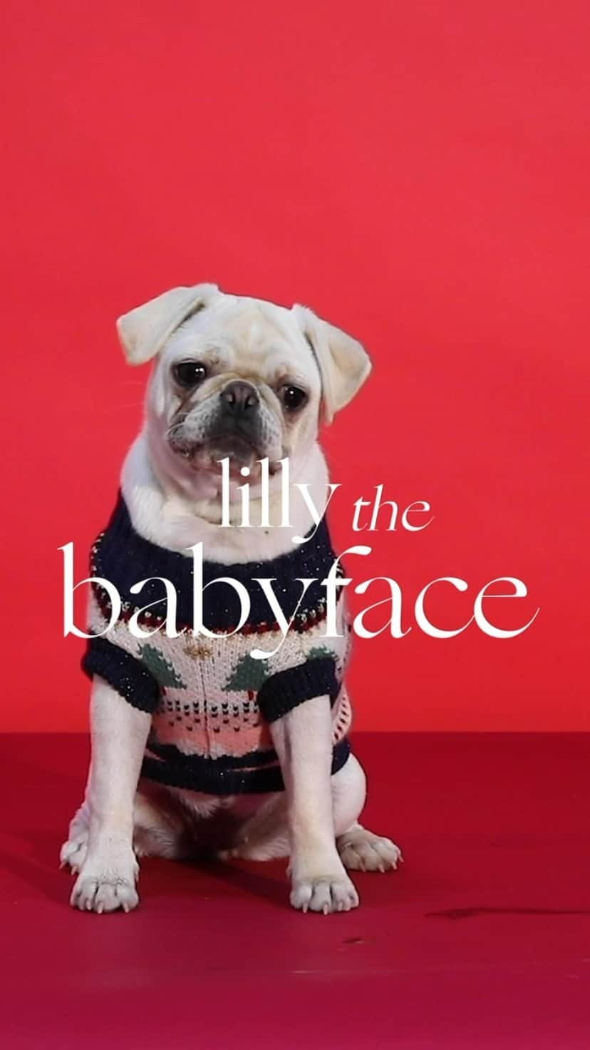 アクセサライズのインスタグラム：「On the 10th day of wonder Accessorize gave to me ... cute dogs to make me smile  Meet The Babyface AKA Lilly 😍   #Accessorize #WonderFilled」