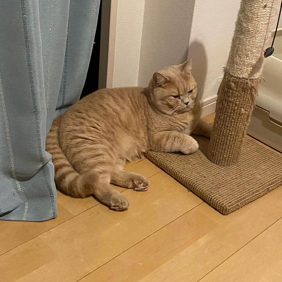 赤西涼のインスタグラム：「そして食後すぐおねむ😴 かわいすぎる😭💕」