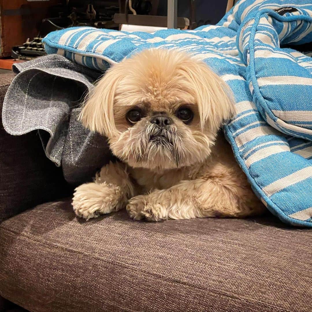 Dougie the Shih Tzuのインスタグラム：「Made a fort.」