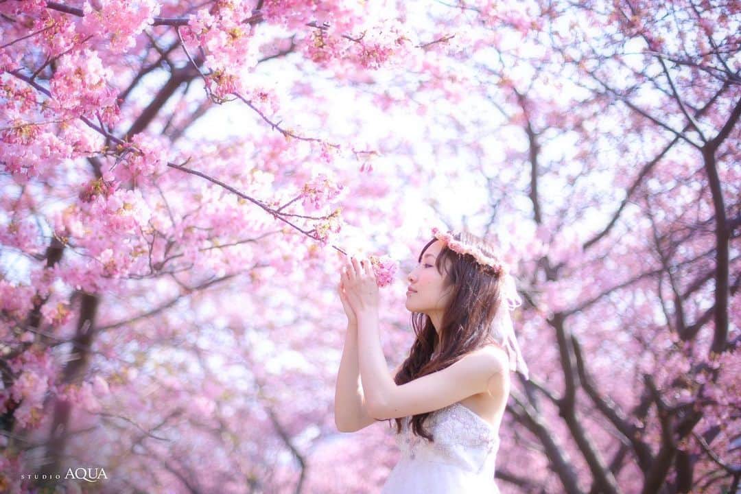 のインスタグラム：「🌸先行予約受付開始🌸﻿ ﻿ シーズン限定！﻿ 一足先に春を感じられる、﻿ 河津桜とともに残す結婚写真を✨﻿ ﻿ 毎年大好評をいただいております﻿ 伊豆の風物詩である日本一の早咲きの桜「河津桜」と﻿ 撮影するロケーションフォトプラン予約受付スタート！﻿ ﻿ 河津桜は他の桜よりもピンク色が強く﻿ 愛らしい色合いが特徴🌸﻿ 絵画のように美しい風景の中で、﻿ 幸せいっぱいの結婚写真を残せます！﻿ ﻿ ﻿ おかげさまでたくさんのお問い合わせ、﻿ 撮影のご予約をいただいております🙇‍♀️﻿ スタジオアクア6店舗でご予約受付中！﻿ お問い合わせはお早めに✨﻿ ﻿ ﻿ デコルテ公式アカウント﻿ ▷▷ @decollte_weddingphoto﻿ ﻿ スタジオアクア富士店🗻﻿ ▷▷ @studioaqua_fuji﻿ ﻿ スタジオアクア横浜みなとみらい店﻿ ▷▷ @studioaqua_yokohama﻿ ﻿ スタジオアクア表参道渋谷店﻿ ▷▷ @studioaqua_shibuya  ﻿ スタジオアクア新宿店﻿ ▷▷ @studioaqua.shinjuku  ﻿ スタジオアクア浅草店﻿ ▷▷ @studioaqua_asakusa  ﻿ スタジオアクア立川店﻿ ▷▷ @studioaqua_tachikawa229  ﻿ ﻿ ＼オンライン撮影相談会スタート✨／﻿ パソコン・スマートフォンから﻿ 前撮り、フォトウエディングの相談が可能！﻿ 当店HPよりご予約受付中！﻿ ﻿ ﻿ お得な割引キャンペーンも実施中！﻿ HPを要チェック✔﻿ ﻿ ﻿ #d_weddingphoto﻿ #スタジオアクア﻿ #スタジオアクア横浜店﻿ #スタジオアクア富士店﻿ #撮る結婚式﻿ #ウェディング﻿ #ウェディングフォト﻿ #フォトウェディング﻿ #フォトスタジオ﻿ #花嫁﻿ #プレ花嫁﻿ #卒花嫁﻿ #関東花嫁﻿ #関西花嫁﻿ #横浜花嫁﻿ #前撮り﻿ #後撮り﻿ #結婚式﻿ #結婚式準備 ﻿ #ヘアメイク﻿ #ヘアアレンジ﻿ #洋装前撮り﻿ #和装前撮り﻿ #ドレス試着﻿ #ドレス迷子﻿ #ウェディングフェア﻿ #プレ花嫁さんと繋がりたい﻿ #全国のプレ花嫁さんと繋がりたい﻿ #日本中のプレ花嫁さんと繋がりたい﻿ #河津桜」