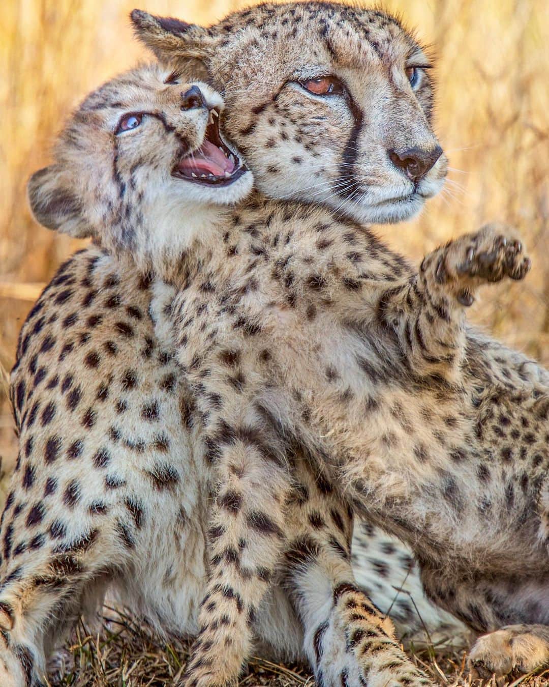 のインスタグラム：「Photos by @stevewinterphoto / The cheetah is the fastest land animal on Earth and Africa’s most endangered cat. Cheetahs purr like house cats—which is one reason they're under threat. Cubs are either captured or raised in captivity to be sold as pets to the very wealthy, though only one in six survives the journey to their new "home."  As with all big cats, the number one reason for their decline is habitat loss; then comes human-wildlife conflict, in which livestock owners kill predators in revenge killings. Next are illegal wildlife trade (for their skin and bones) and the pet trade. New research, led by Sarah Durant and colleagues, suggests there may be as few as 7,100 cheetahs left in Africa, and that if their populations are to survive, they need protection inside national parks to offset losses in community areas where they clash with farmers.」