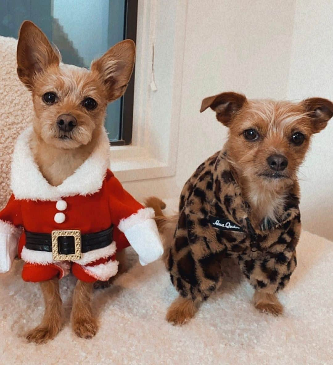 JEN ATKINさんのインスタグラム写真 - (JEN ATKINInstagram)「I think they’re ready for Xmas break?」12月22日 0時43分 - jenatkinhair