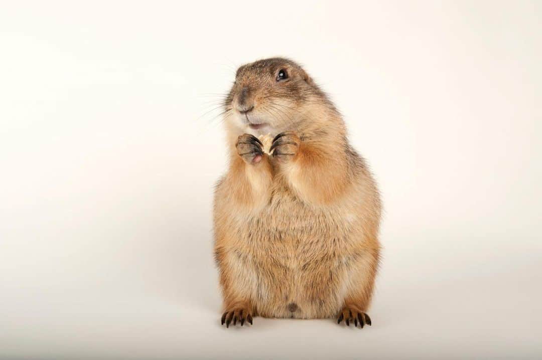 Joel Sartoreさんのインスタグラム写真 - (Joel SartoreInstagram)「While most species of prairie dog are traditional hibernators, going underground in the fall and remaining dormant until spring, the same cannot be said about the black-tailed prairie dog. Research has revealed that this species chooses when it will hibernate, often remaining above ground as long as it can continue to find food. Even when poor conditions do force them into hibernation, they will often re-emerge earlier than expected in order to determine if conditions have improved. Photo taken @zooatl. #prairiedog #blacktailed #hibernation #winter #eating #cute #PhotoArk #savetogether」12月22日 1時10分 - joelsartore